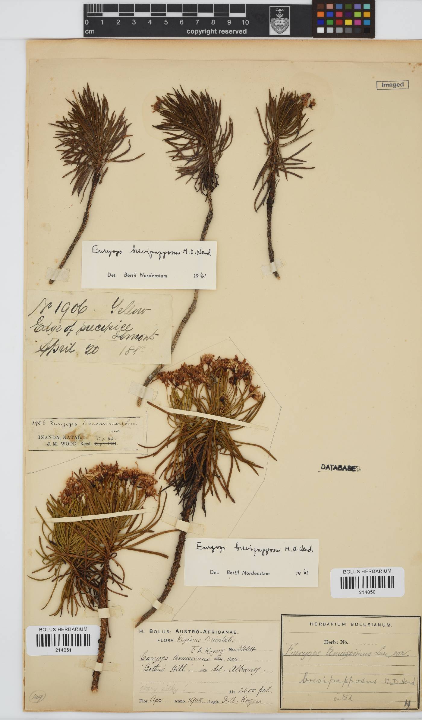 Euryops brevipapposus image