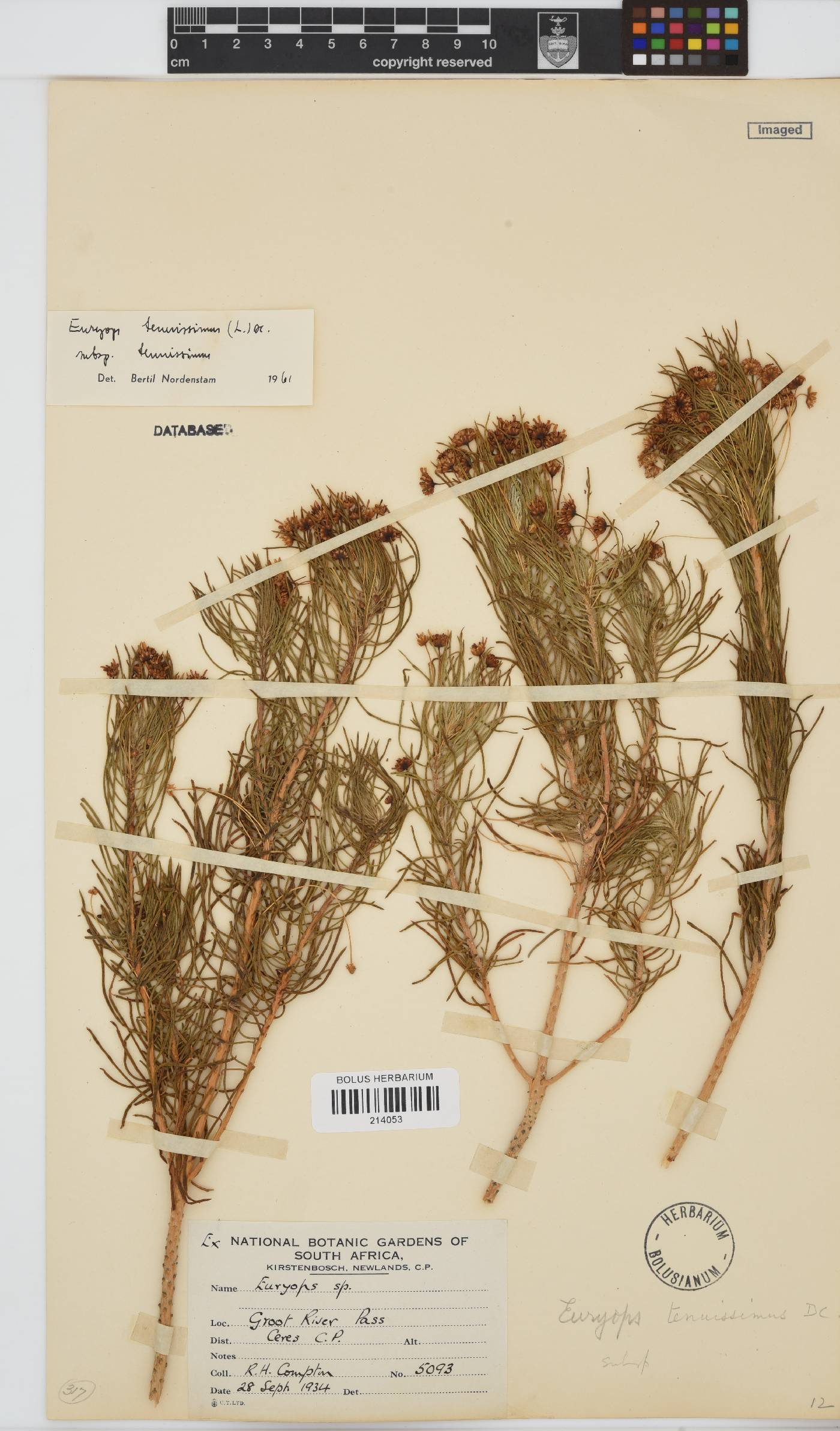 Euryops tenuissimus subsp. tenuissimus image