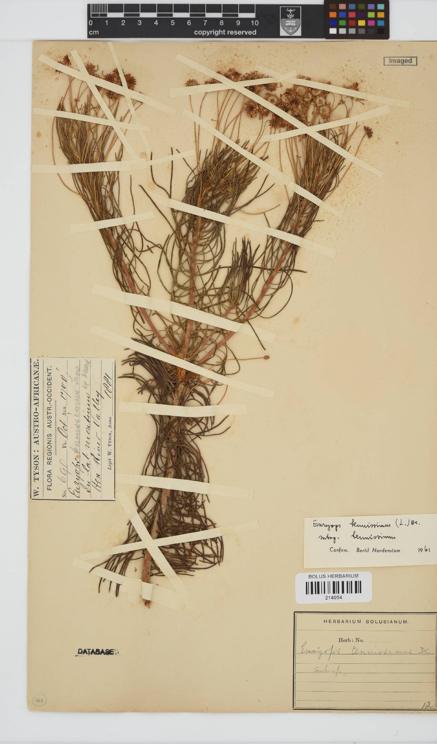 Euryops tenuissimus subsp. tenuissimus image