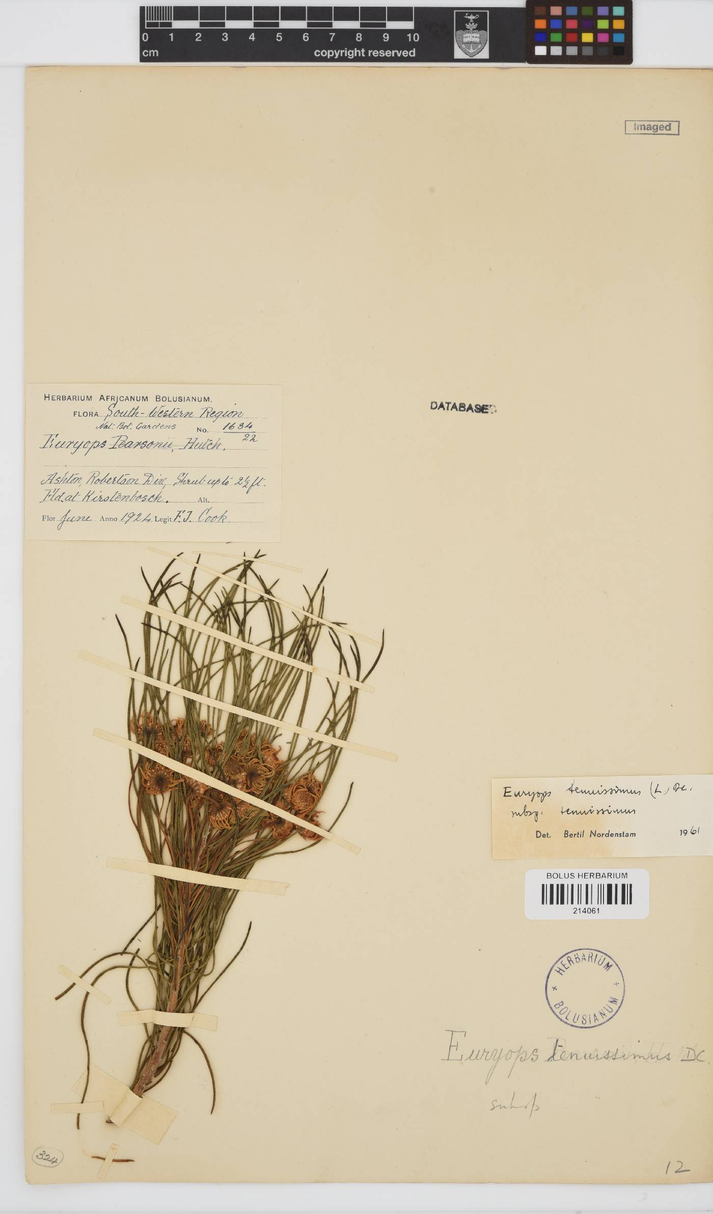 Euryops tenuissimus subsp. tenuissimus image