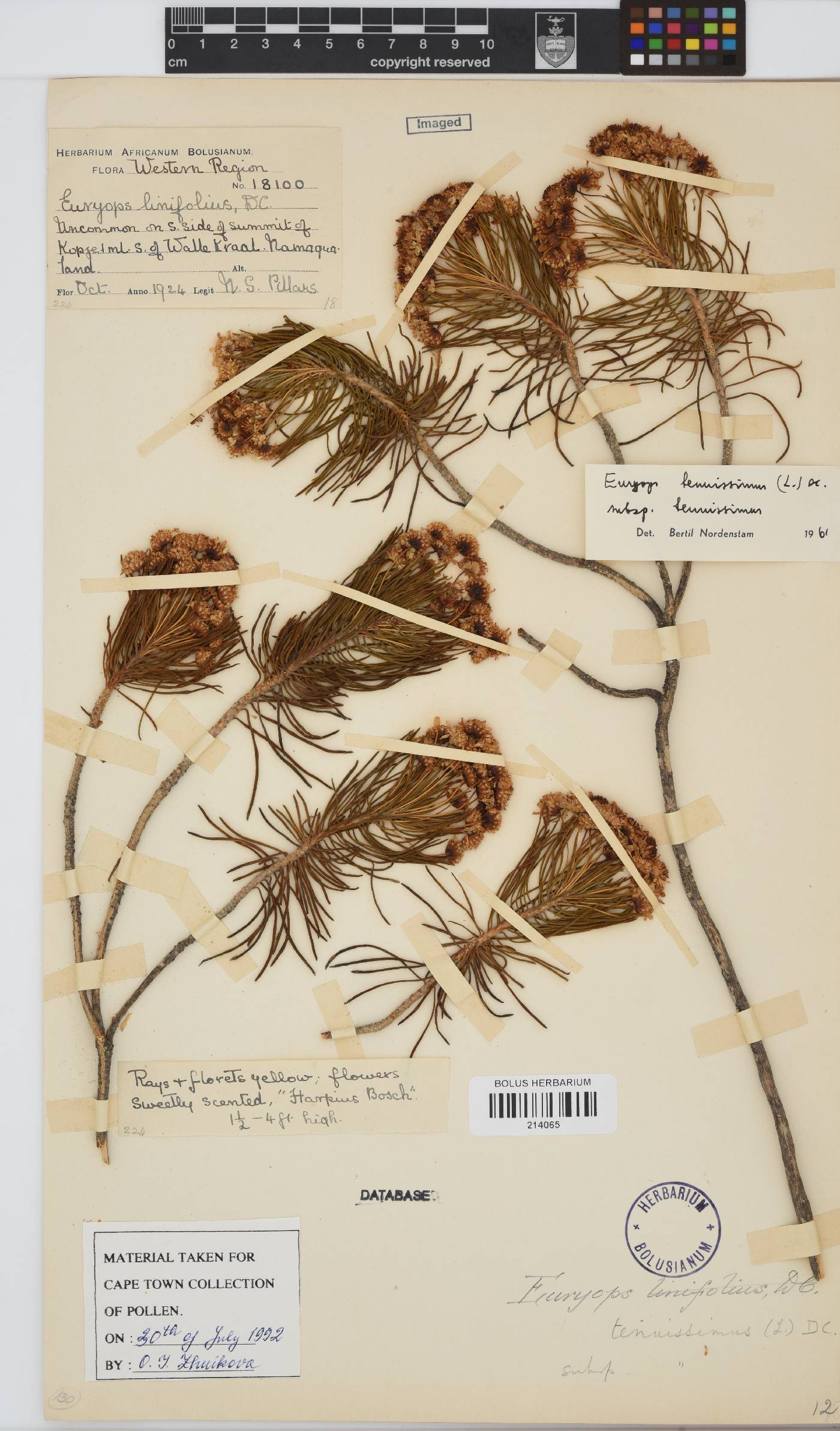 Euryops tenuissimus subsp. tenuissimus image