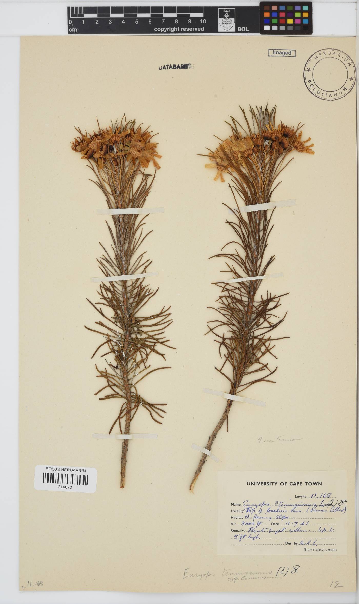 Euryops tenuissimus subsp. tenuissimus image