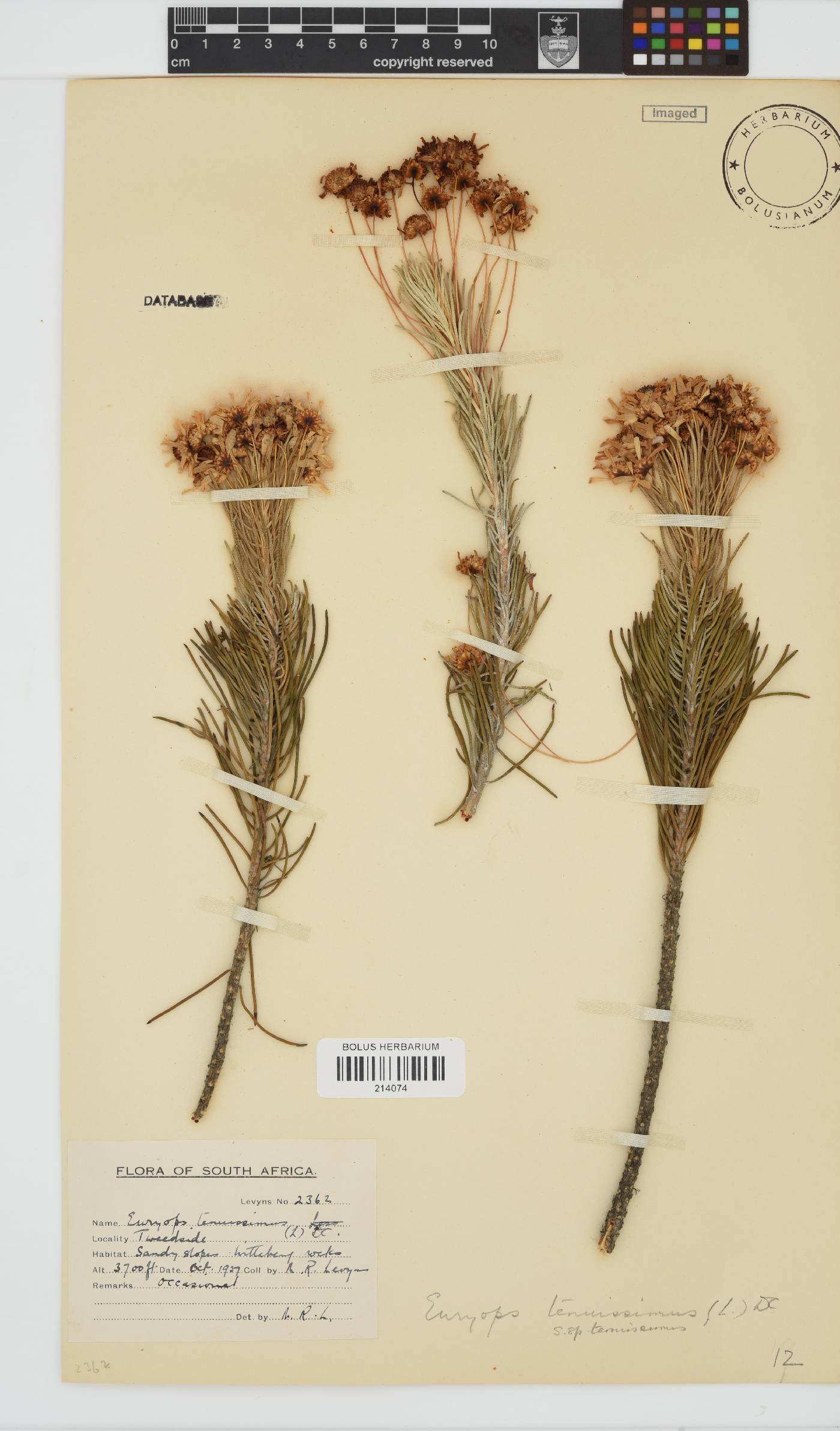 Euryops tenuissimus subsp. tenuissimus image