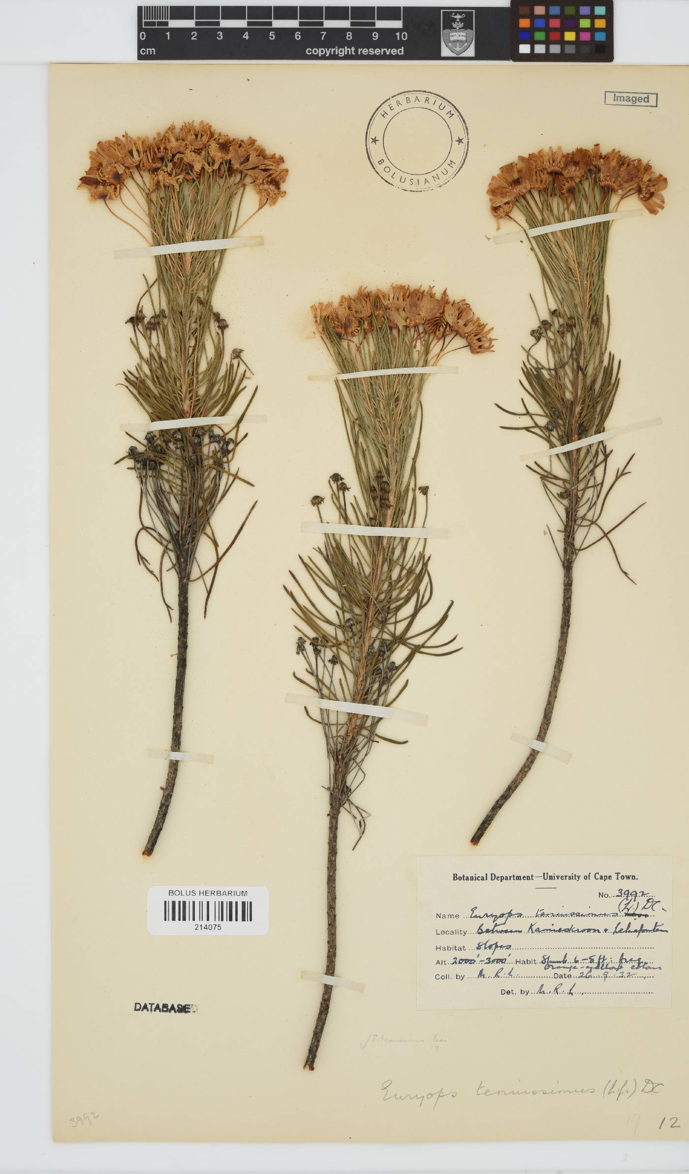 Euryops tenuissimus subsp. tenuissimus image