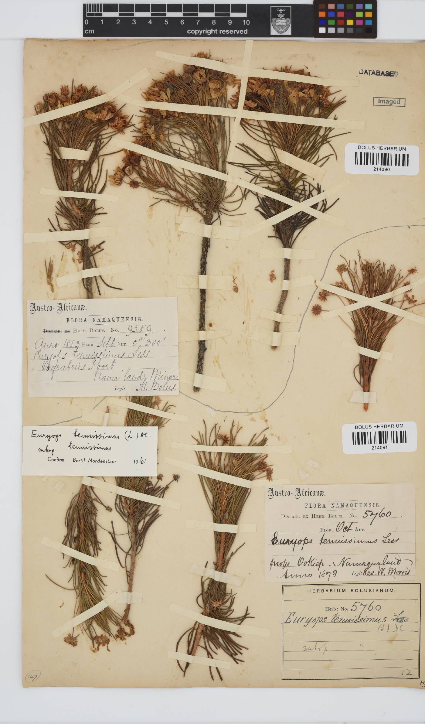 Euryops tenuissimus subsp. tenuissimus image
