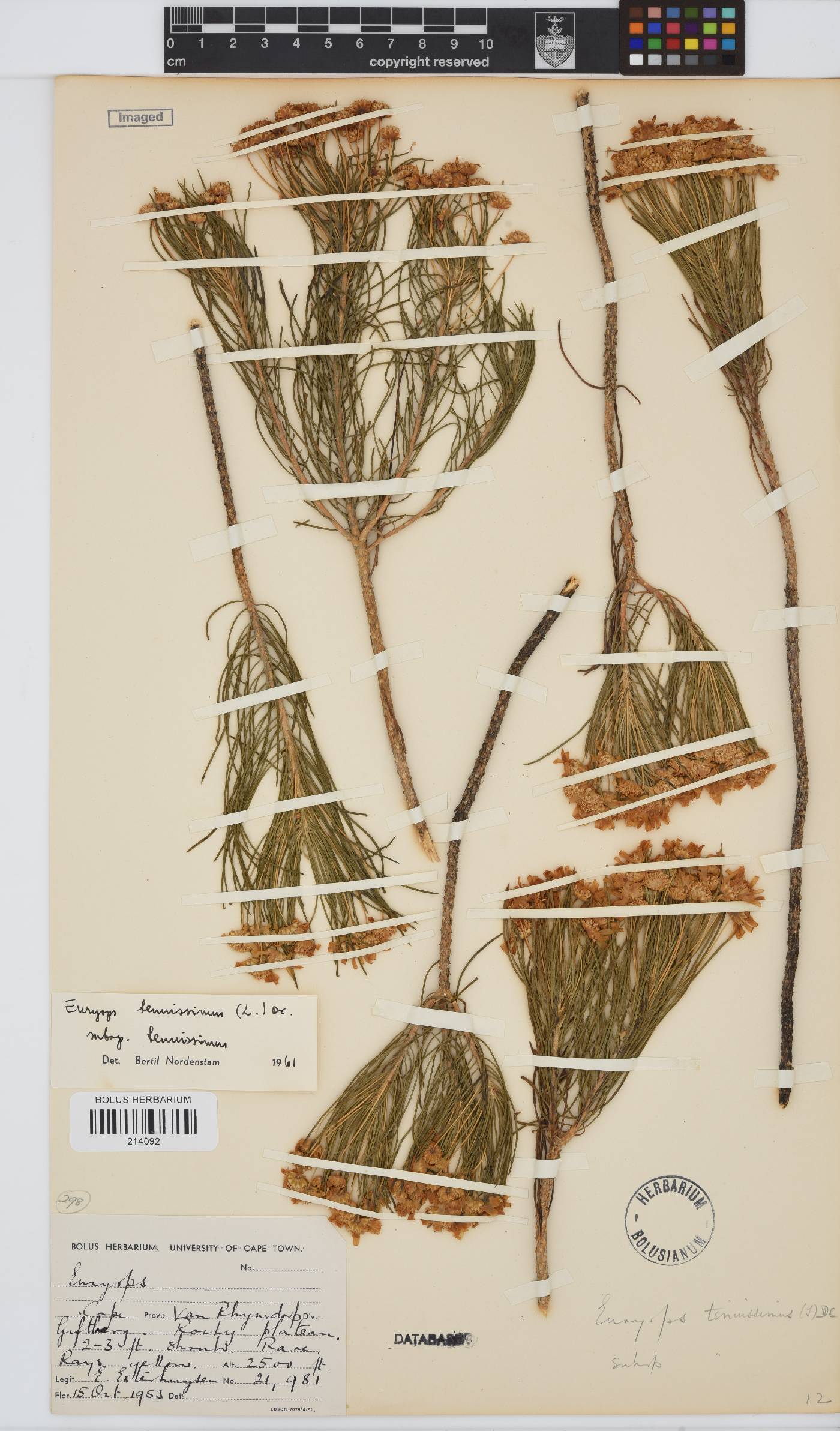 Euryops tenuissimus subsp. tenuissimus image