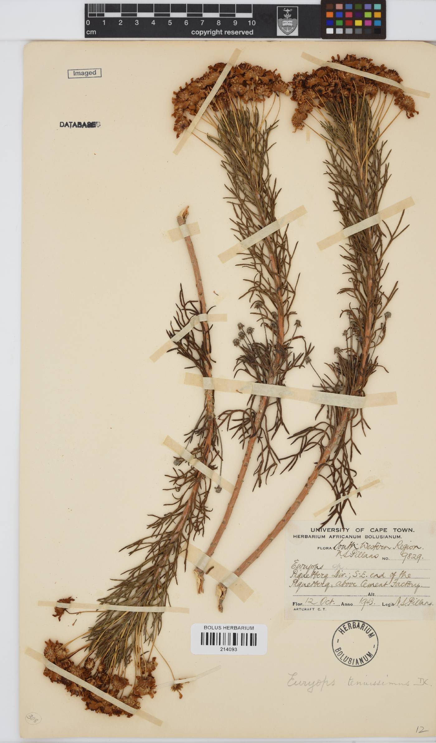 Euryops tenuissimus subsp. trifurcatus image