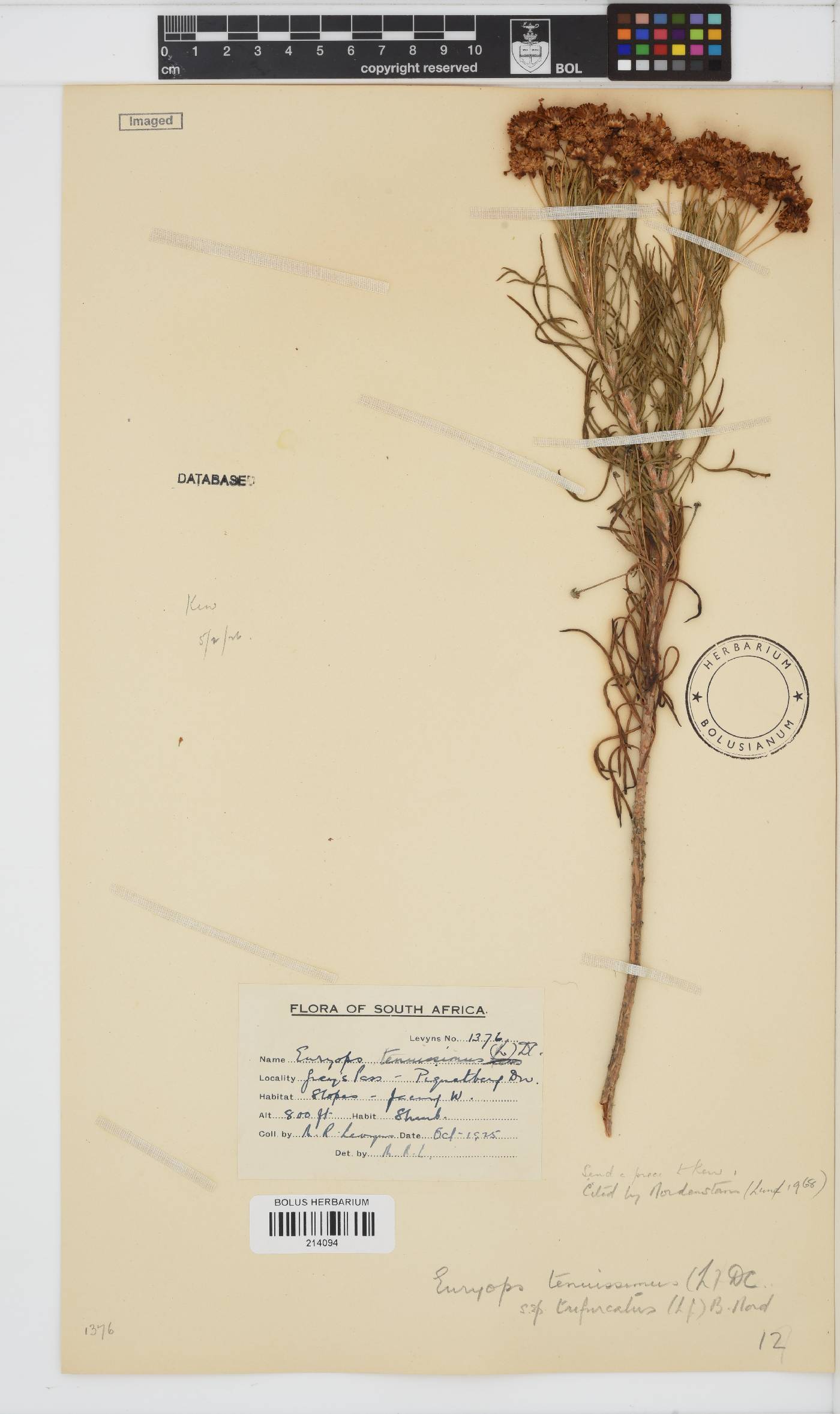 Euryops tenuissimus subsp. trifurcatus image
