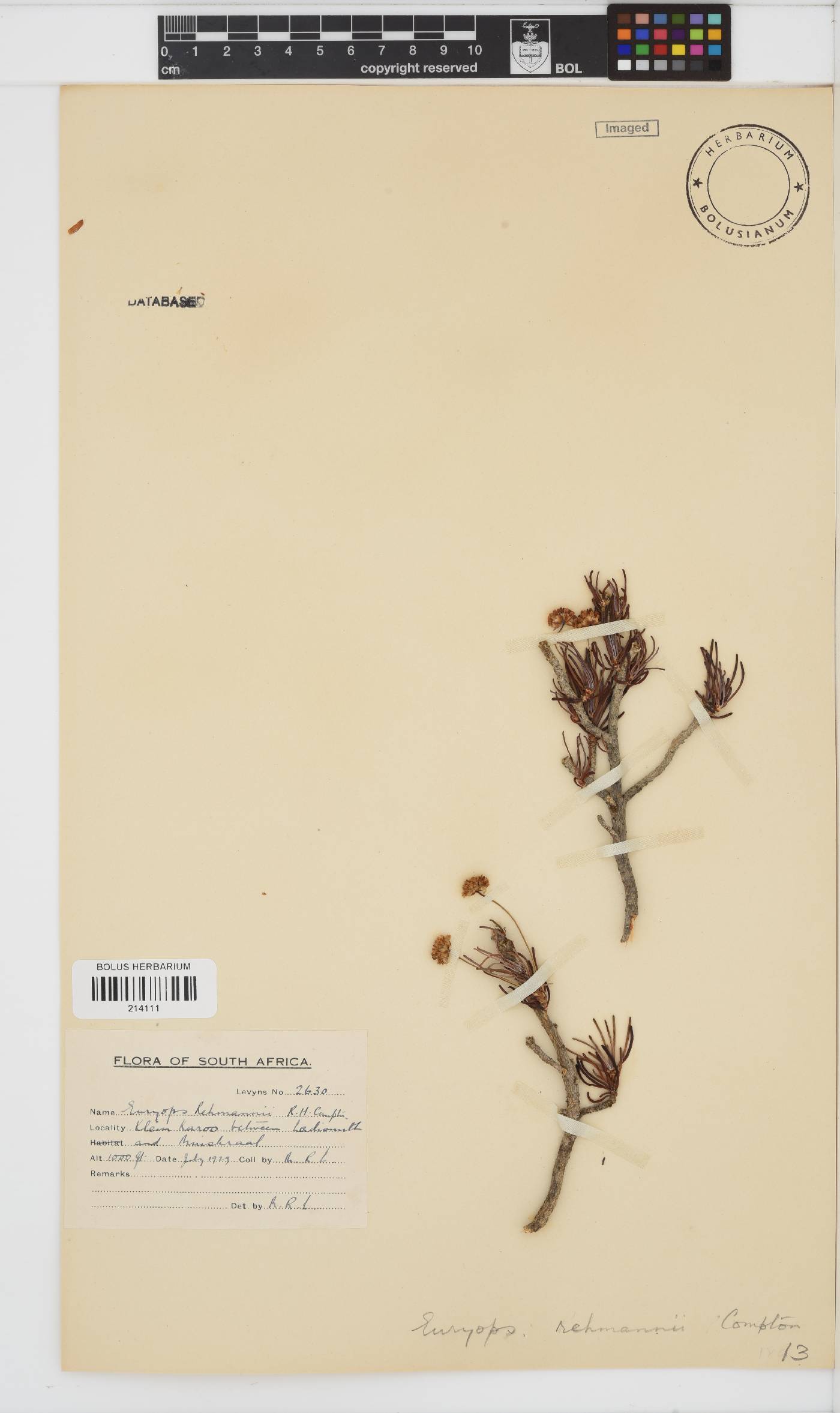 Euryops rehmannii image