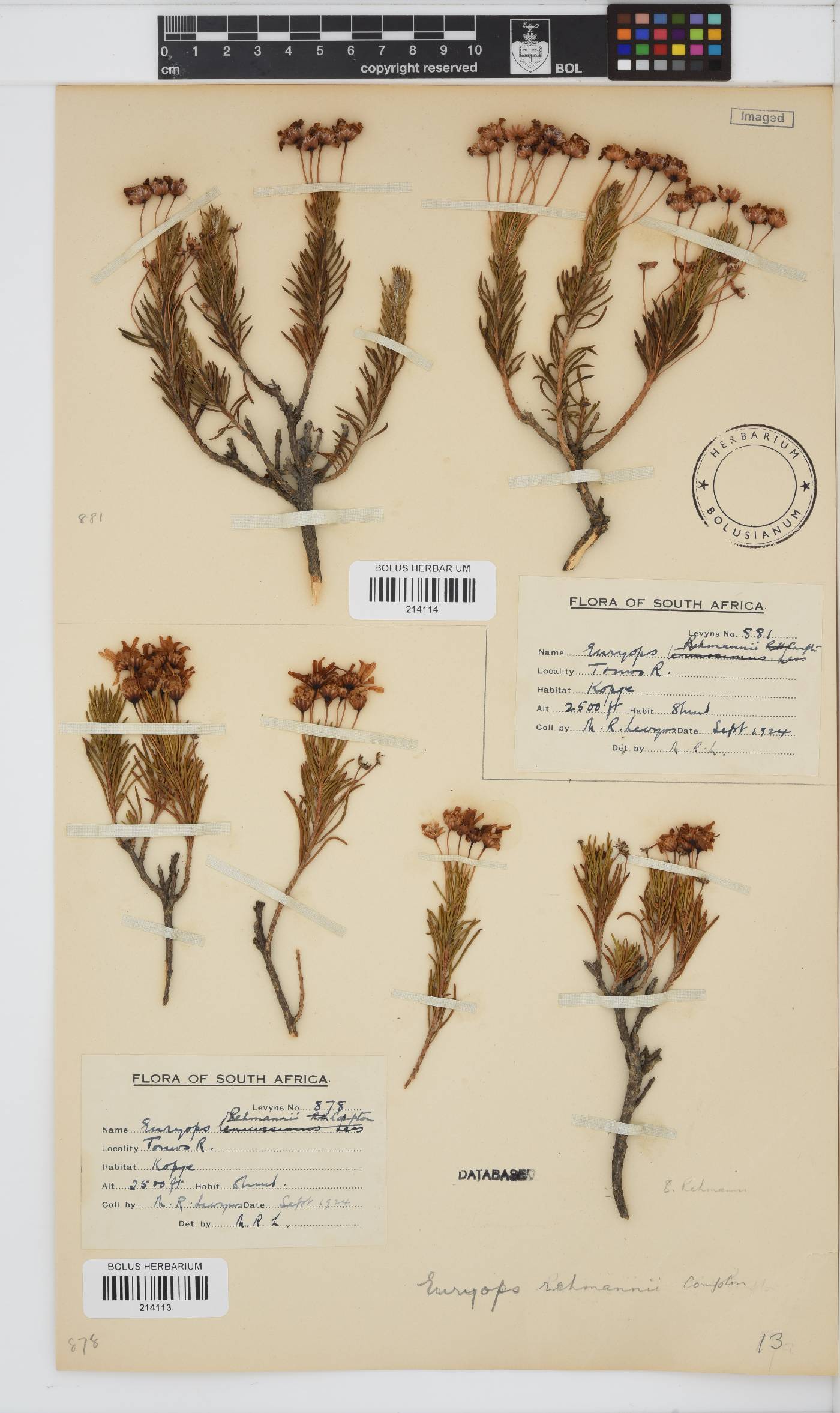 Euryops rehmannii image