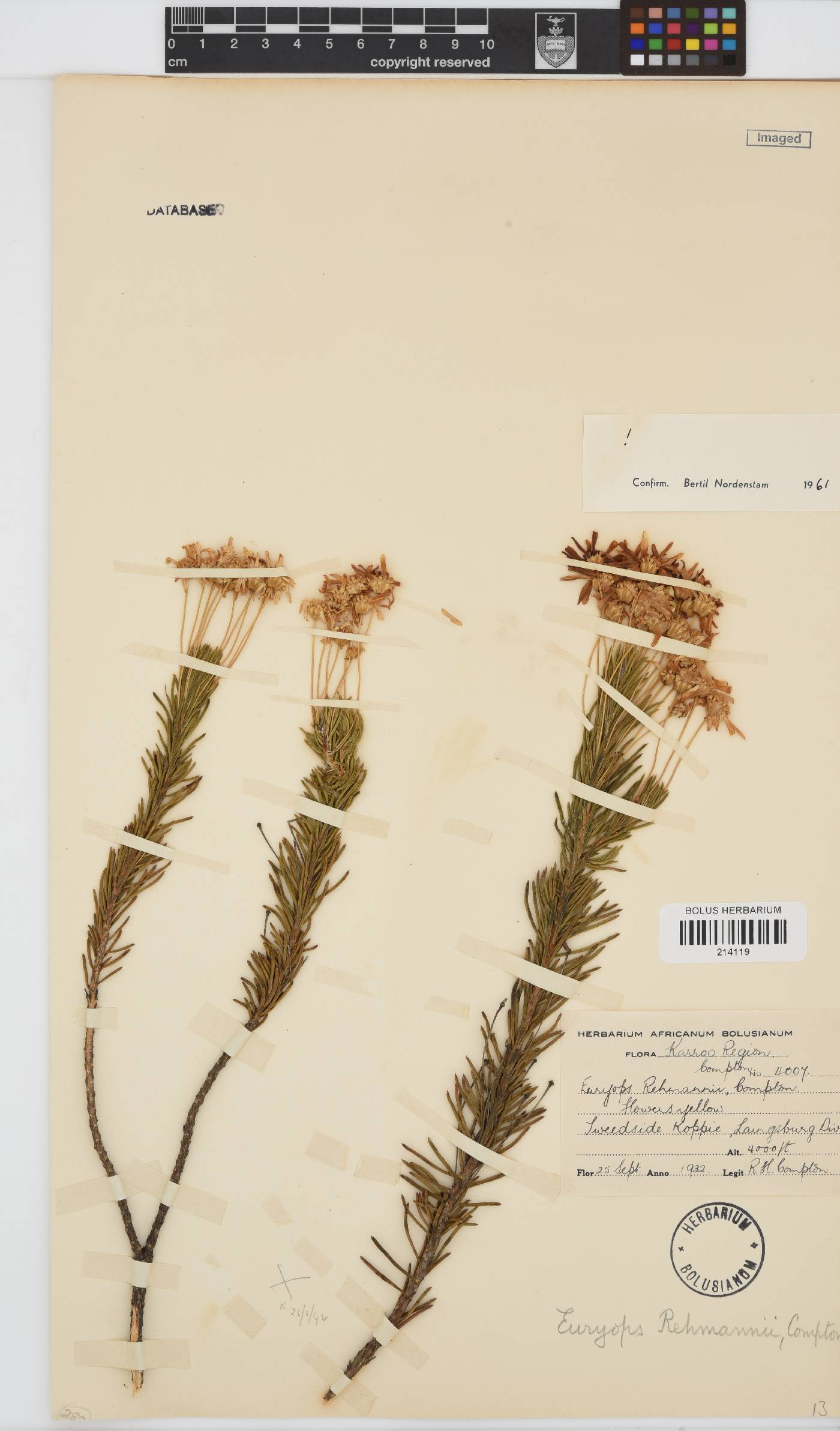 Euryops rehmannii image