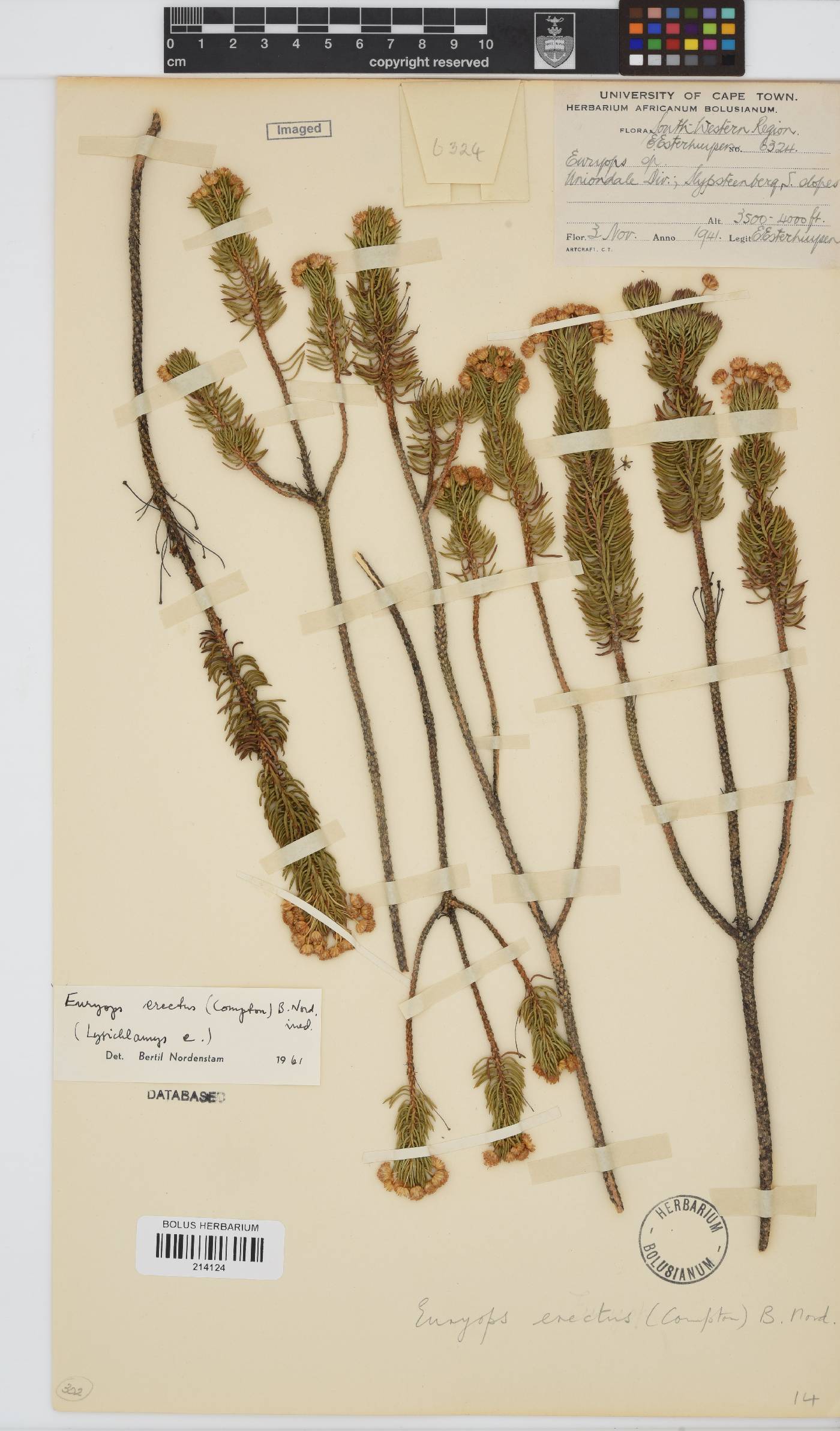 Euryops erectus image
