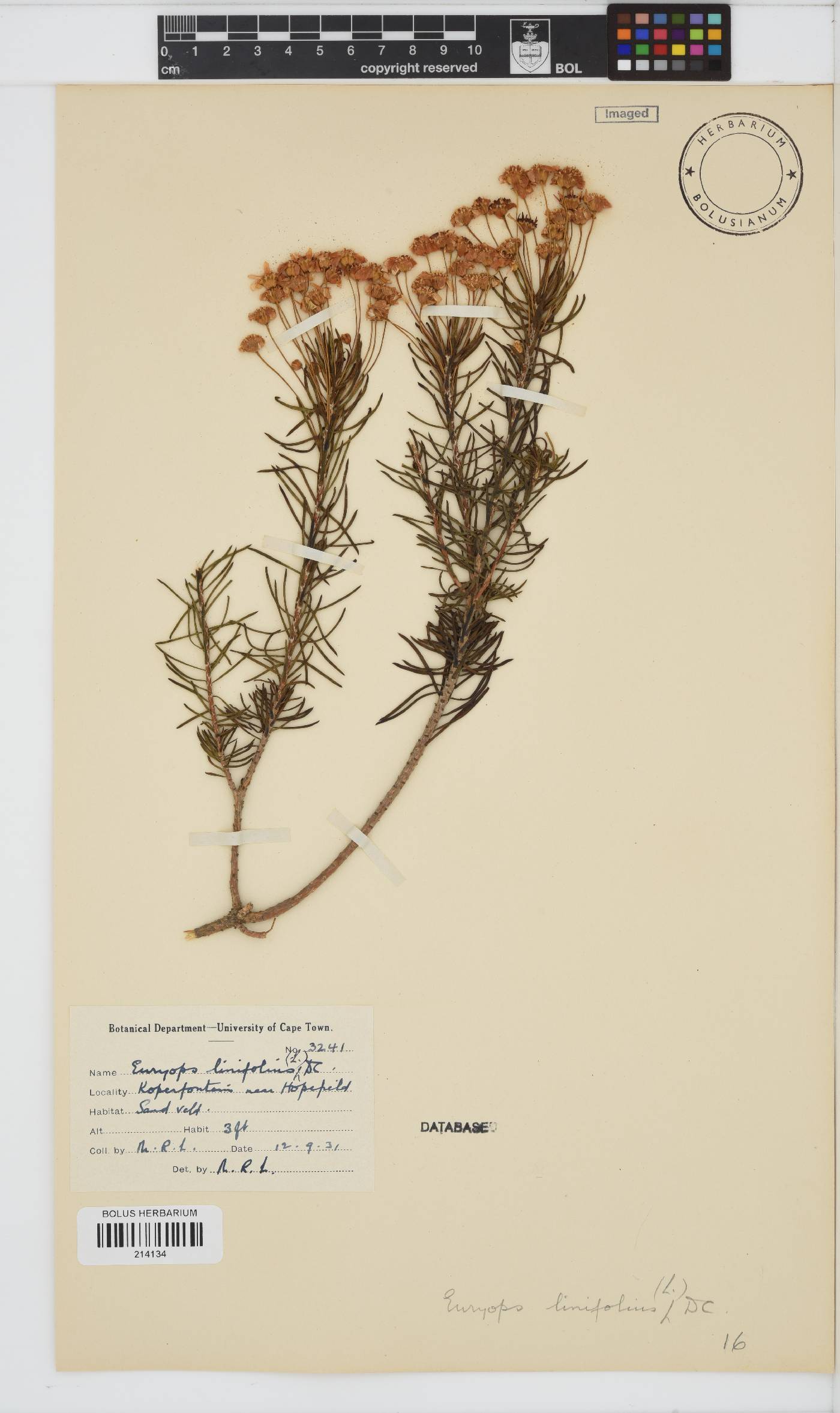 Euryops linifolius image