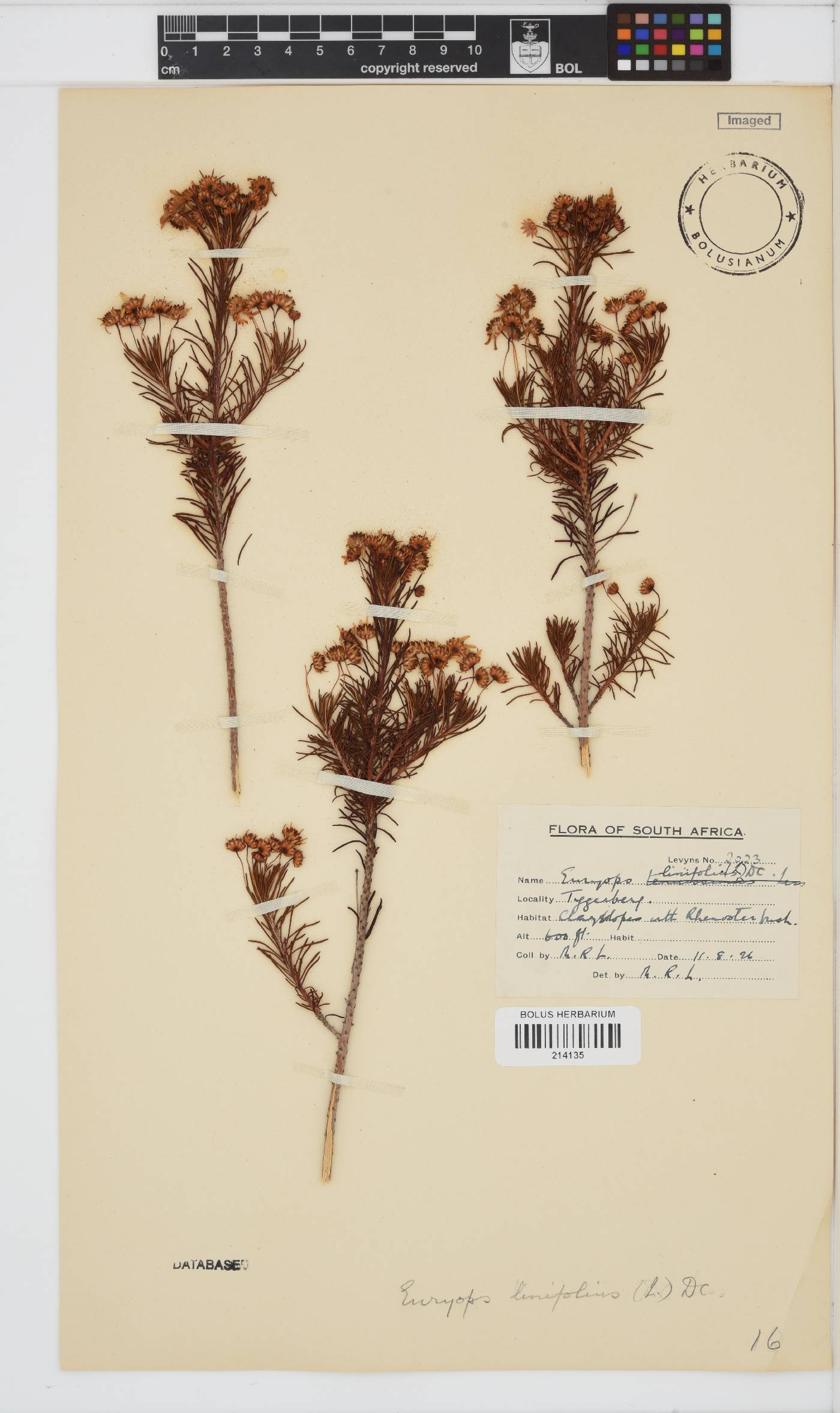 Euryops linifolius image