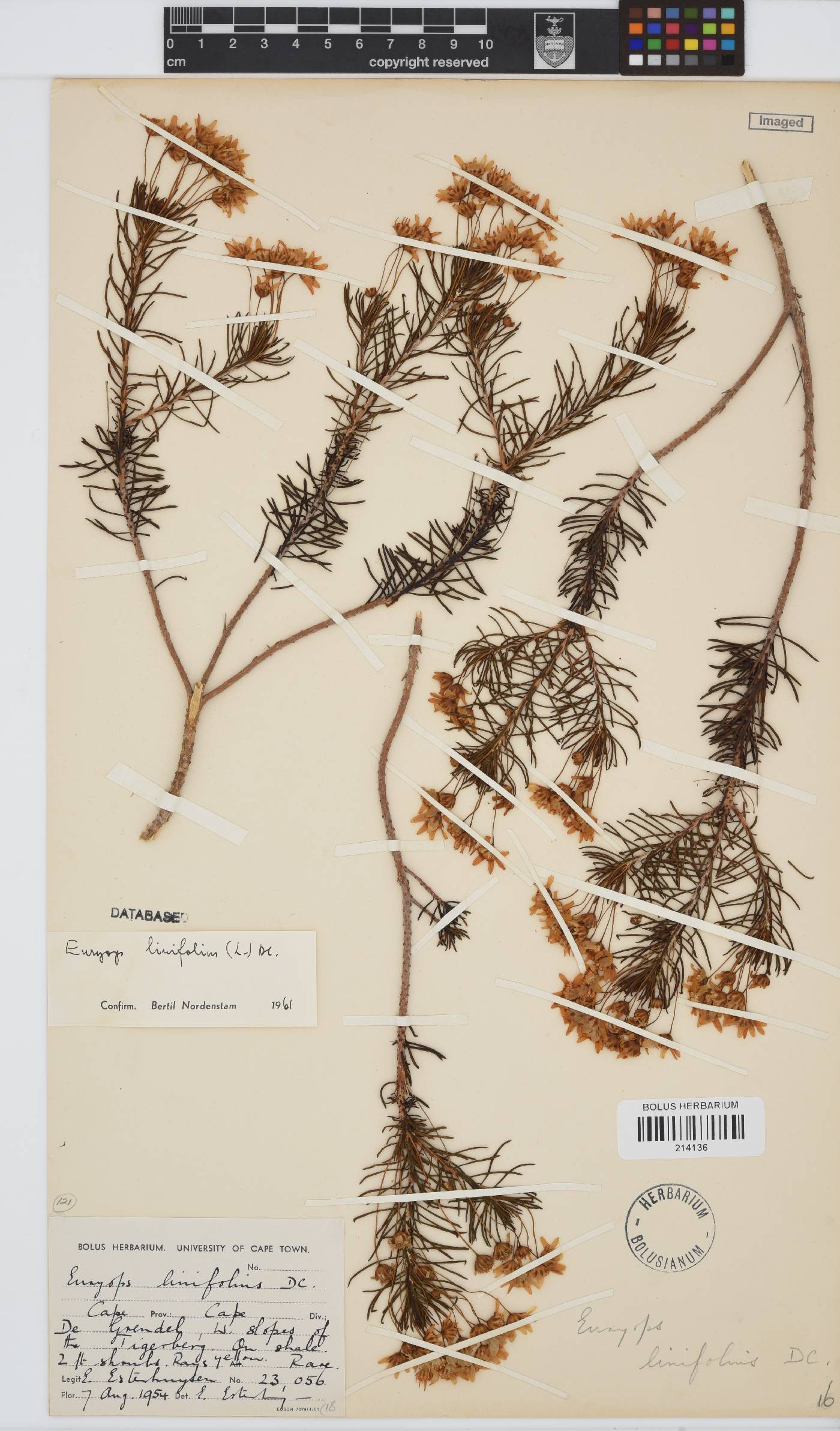 Euryops linifolius image