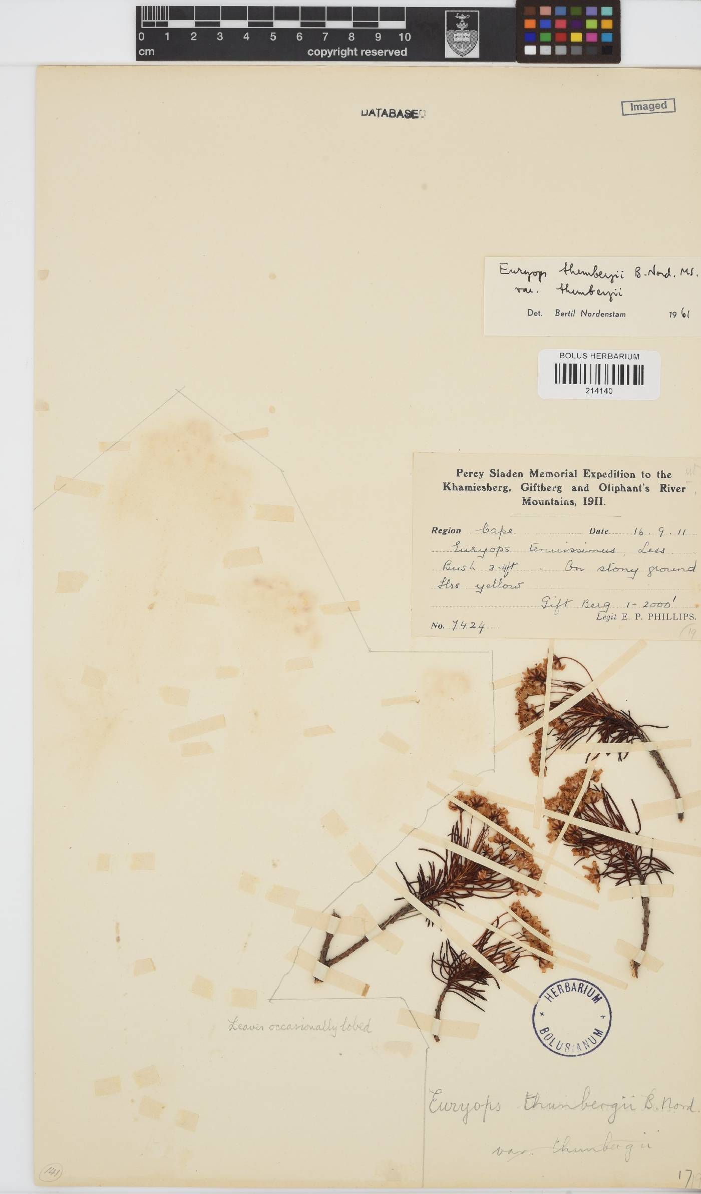 Euryops thunbergii image