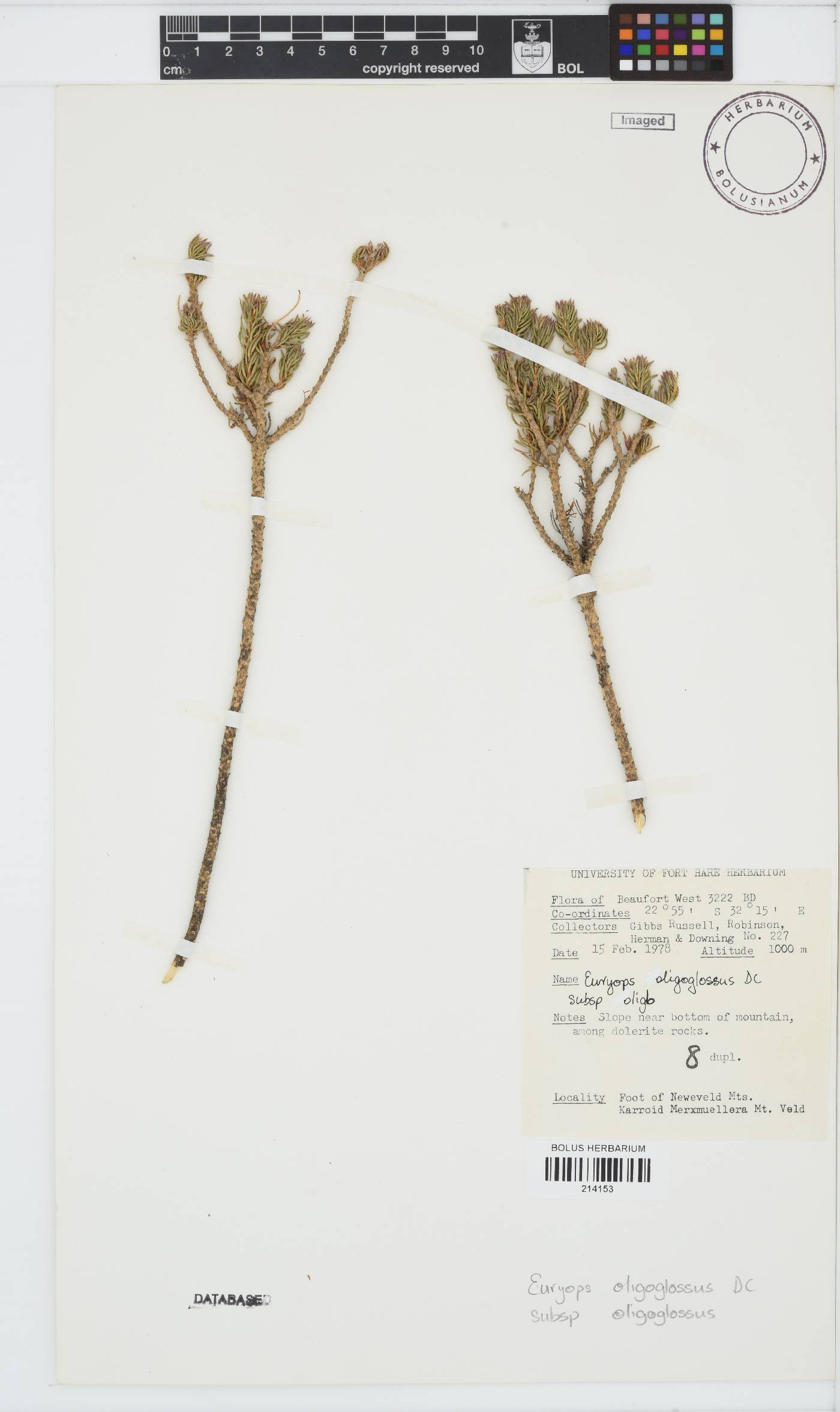 Euryops oligoglossus subsp. oligoglossus image