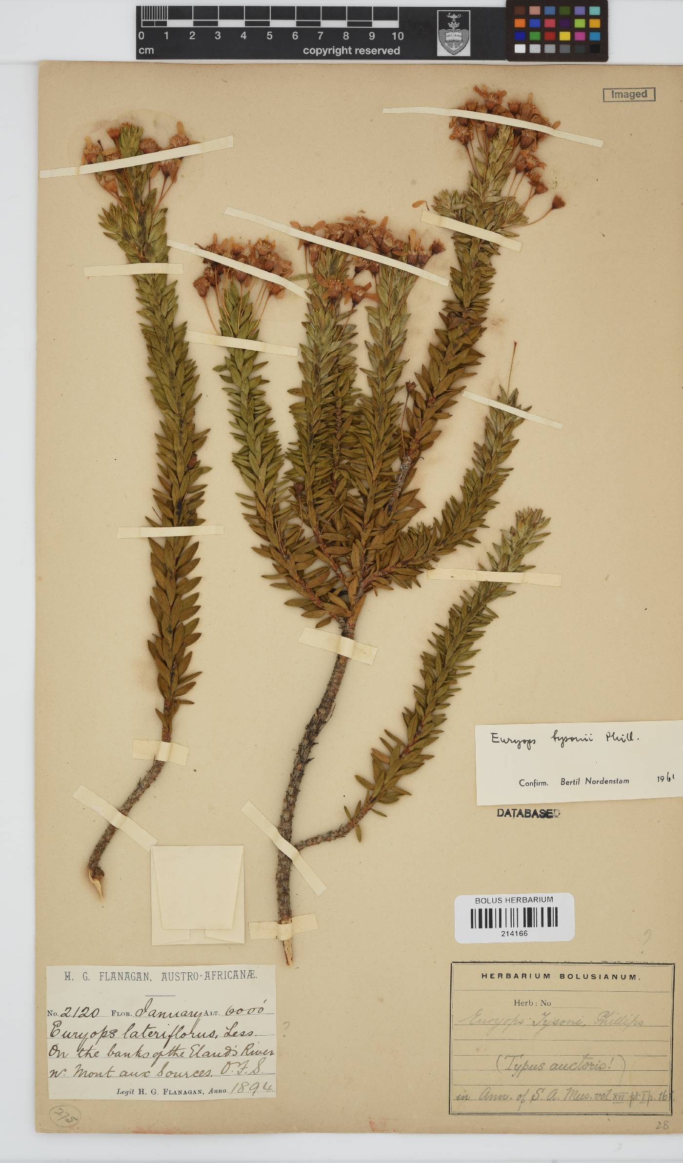 Euryops tysonii image