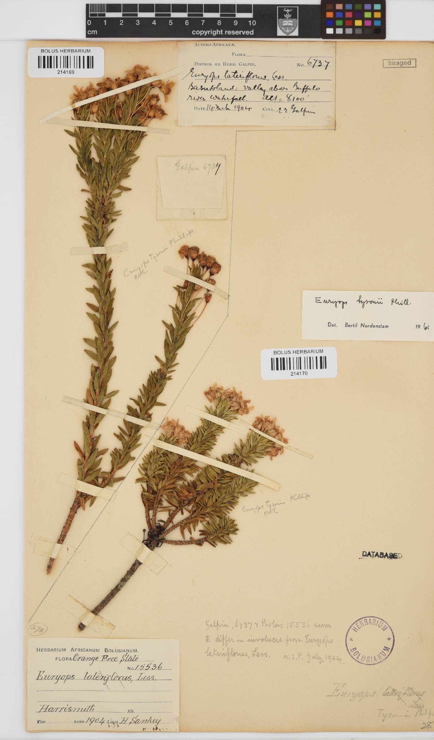 Euryops tysonii image