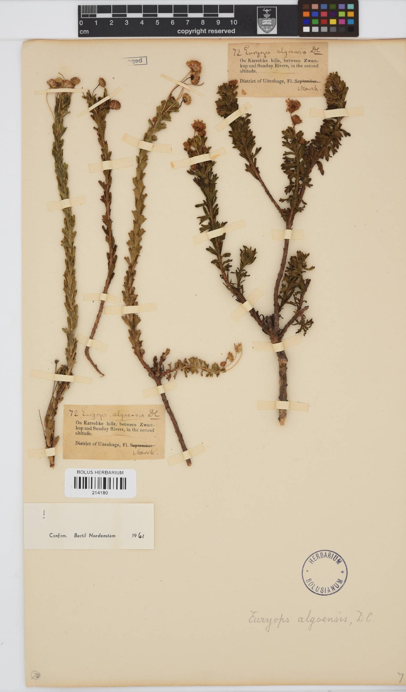 Euryops algoensis image