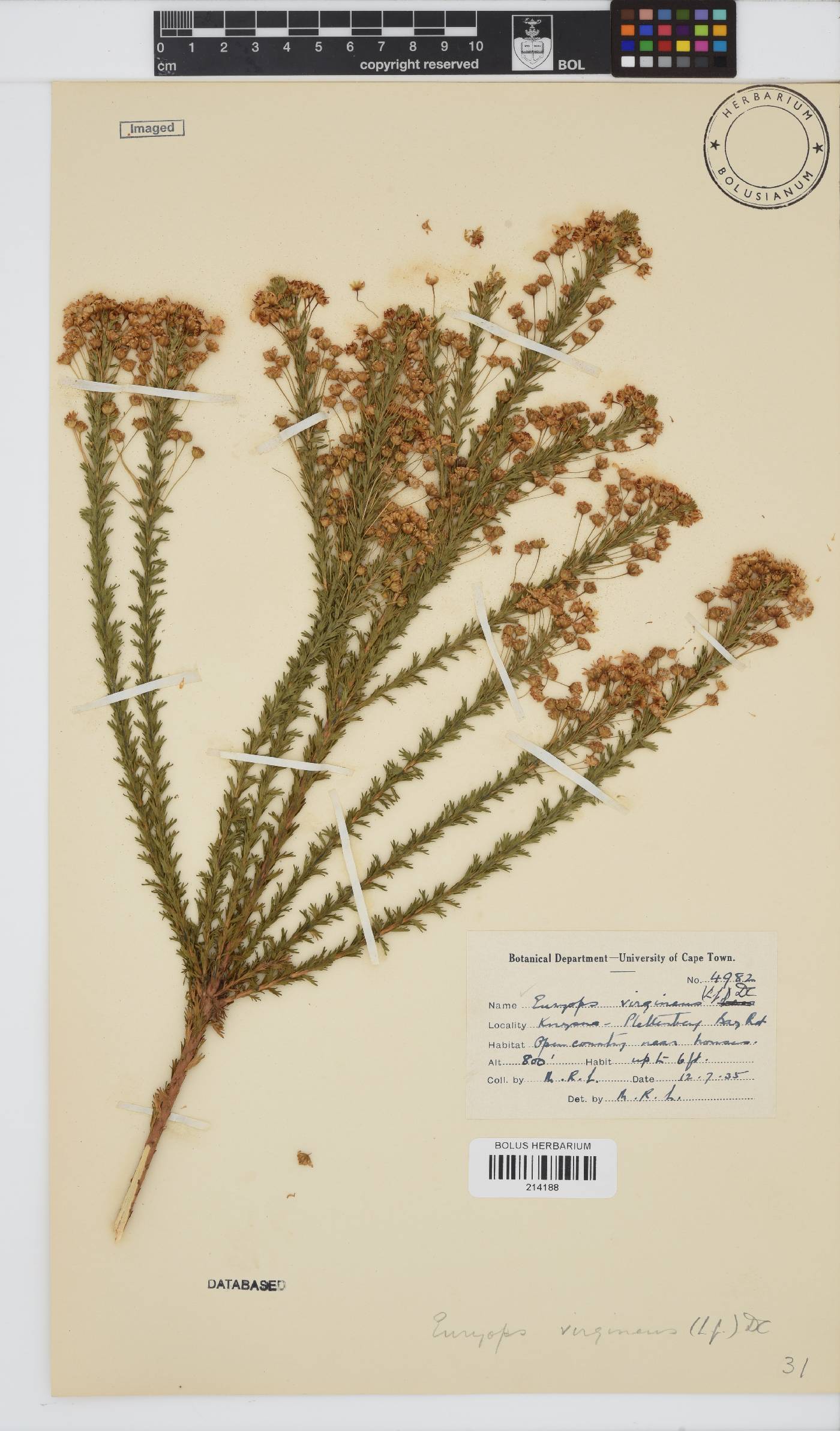 Euryops virgineus image