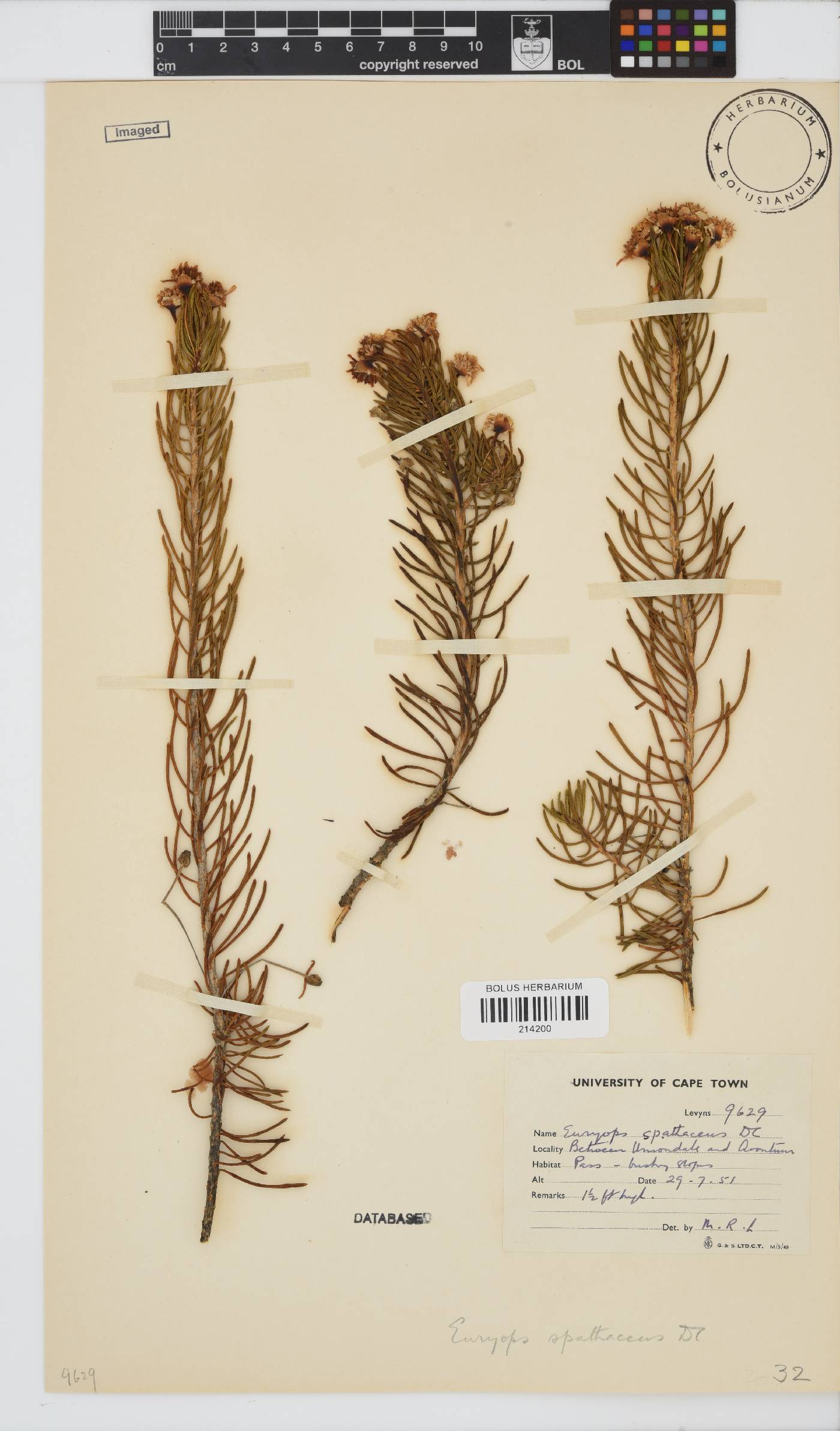 Euryops spathaceus image