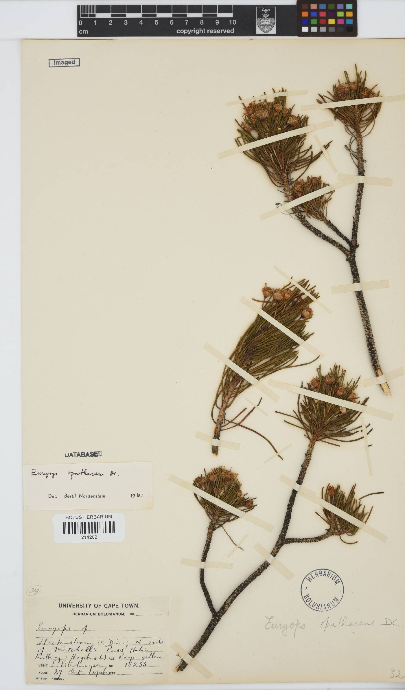 Euryops spathaceus image