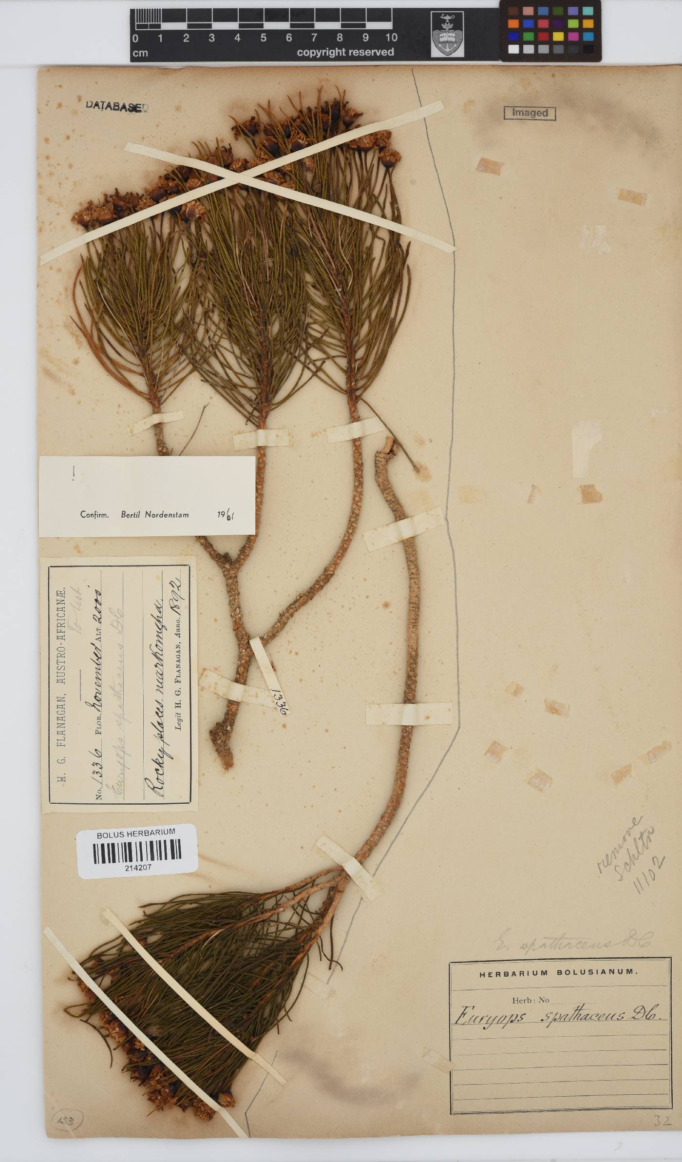 Euryops spathaceus image