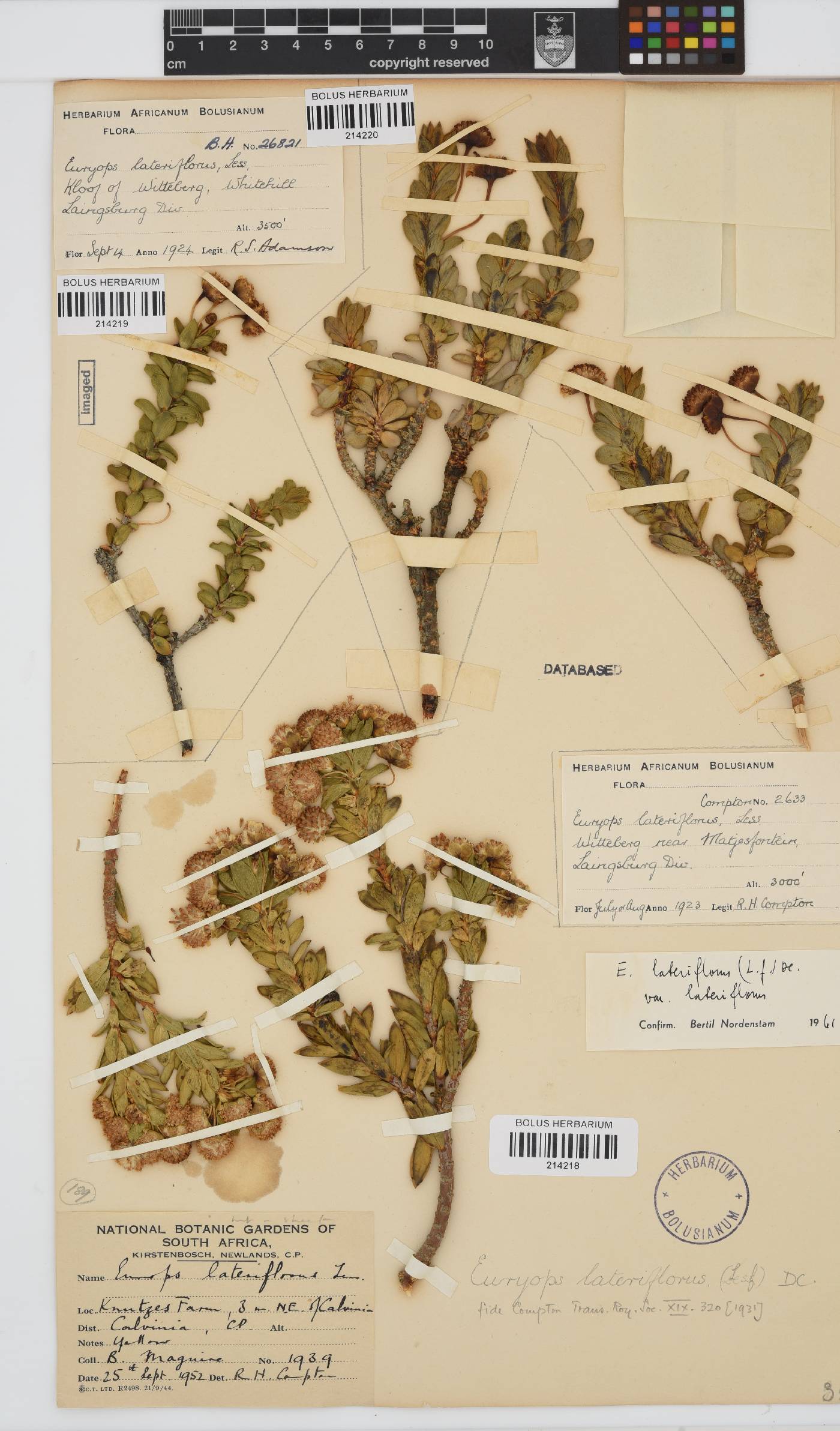 Euryops lateriflorus image