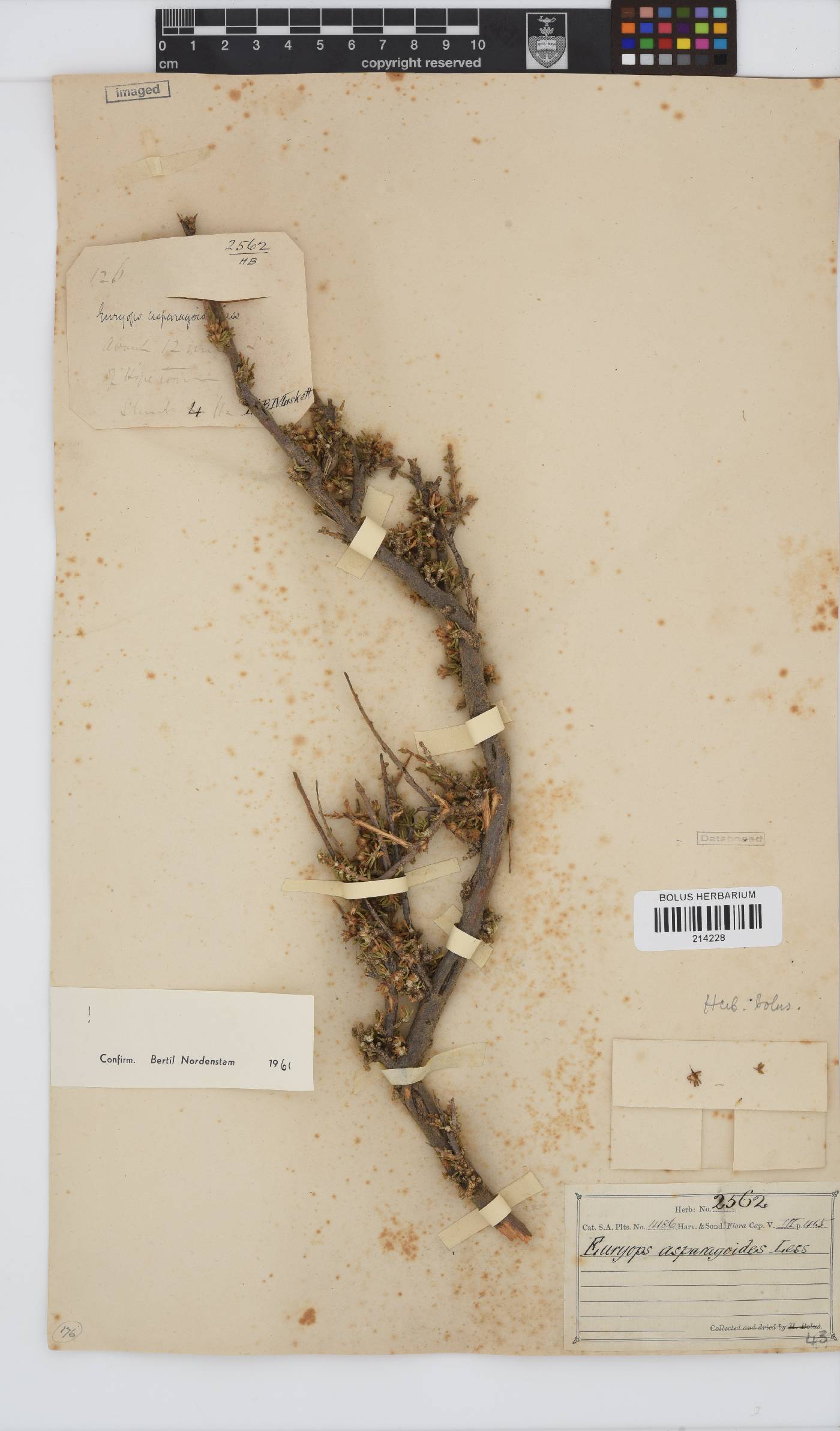 Euryops asparagoides image