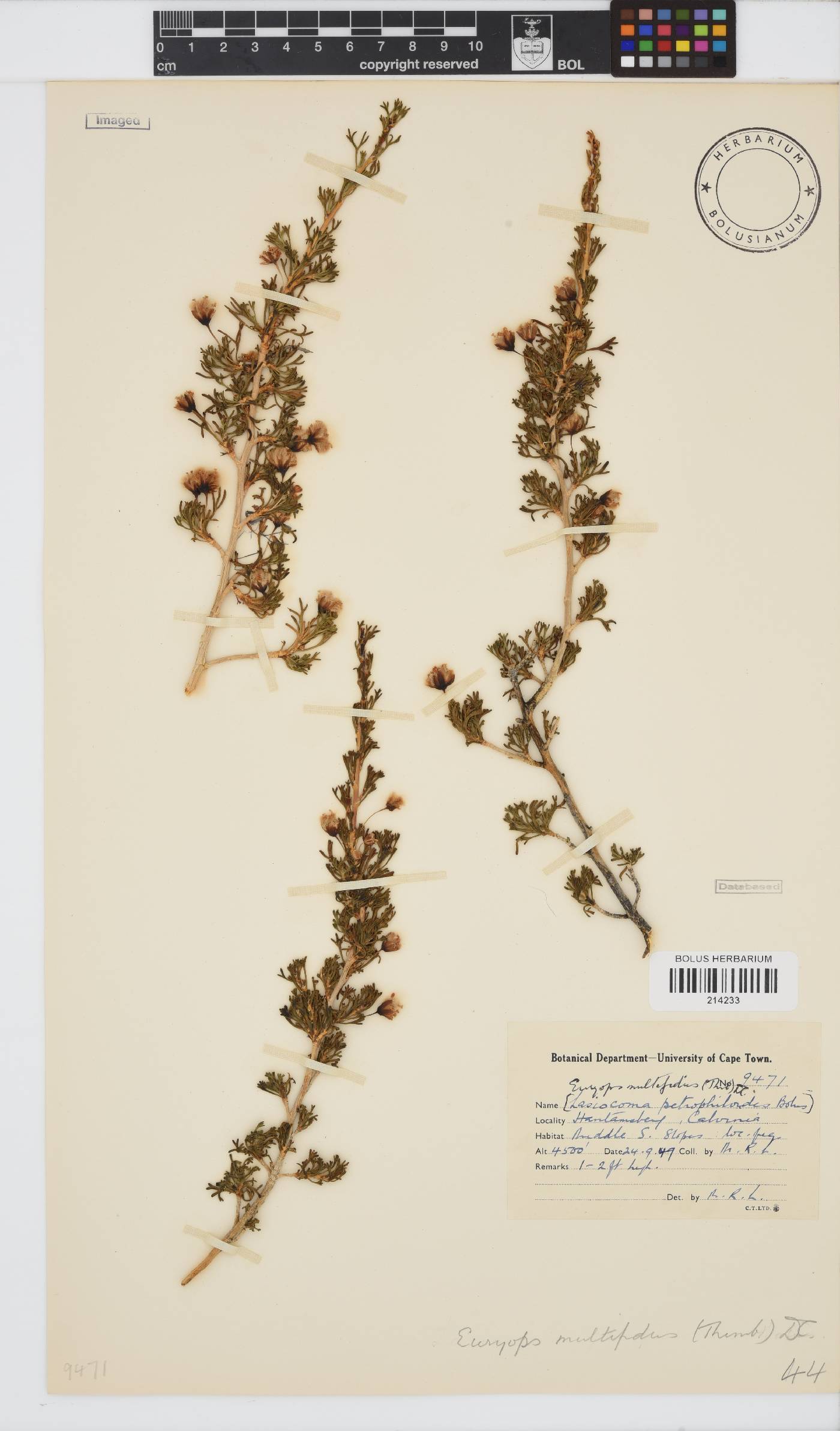 Euryops multifidus image