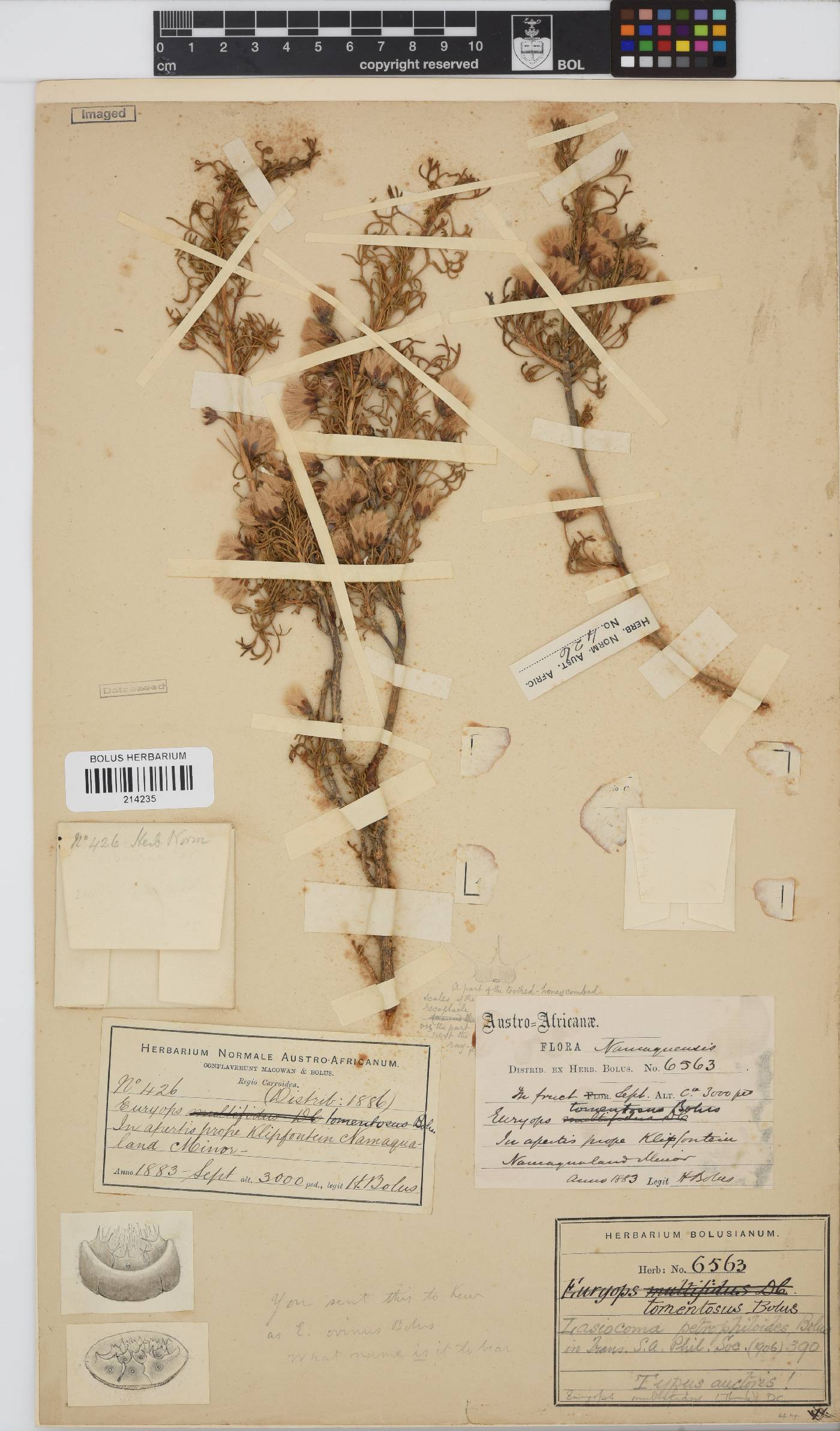 Euryops multifidus image