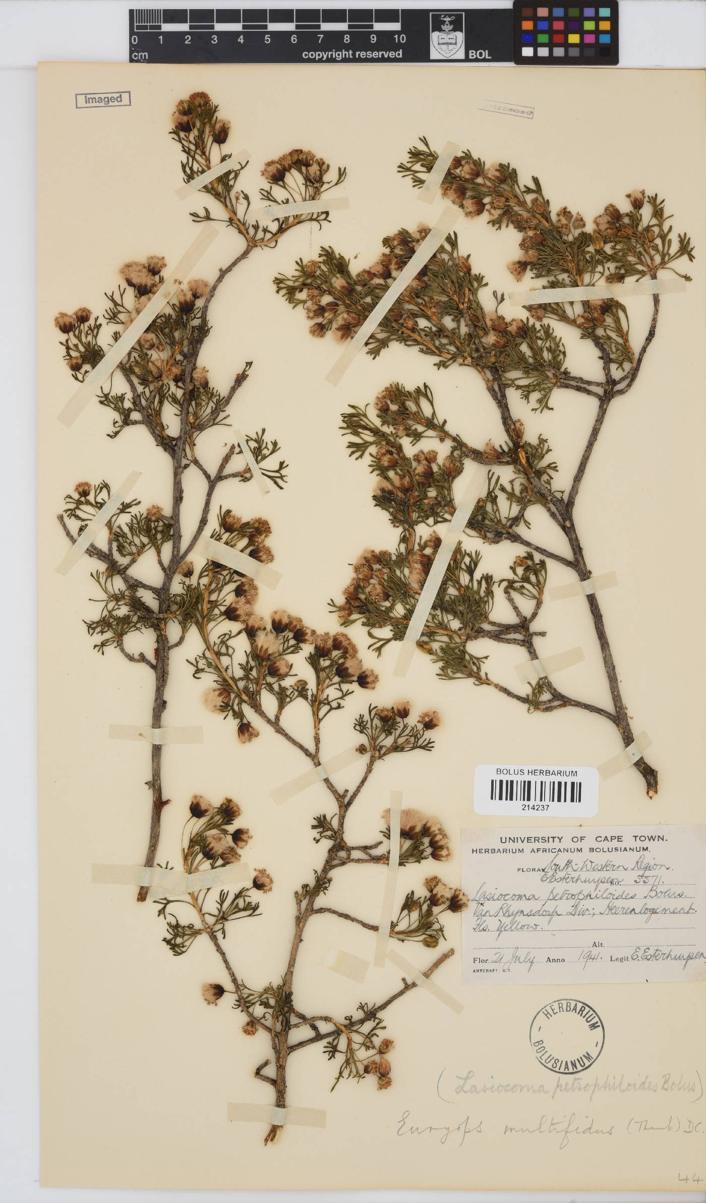 Euryops multifidus image