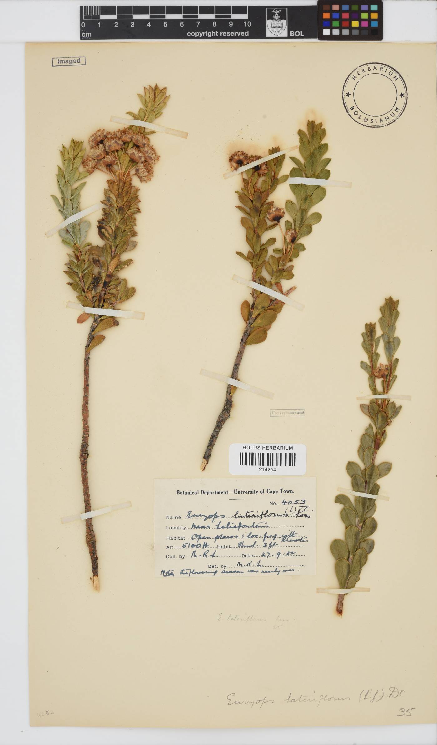 Euryops lateriflorus image