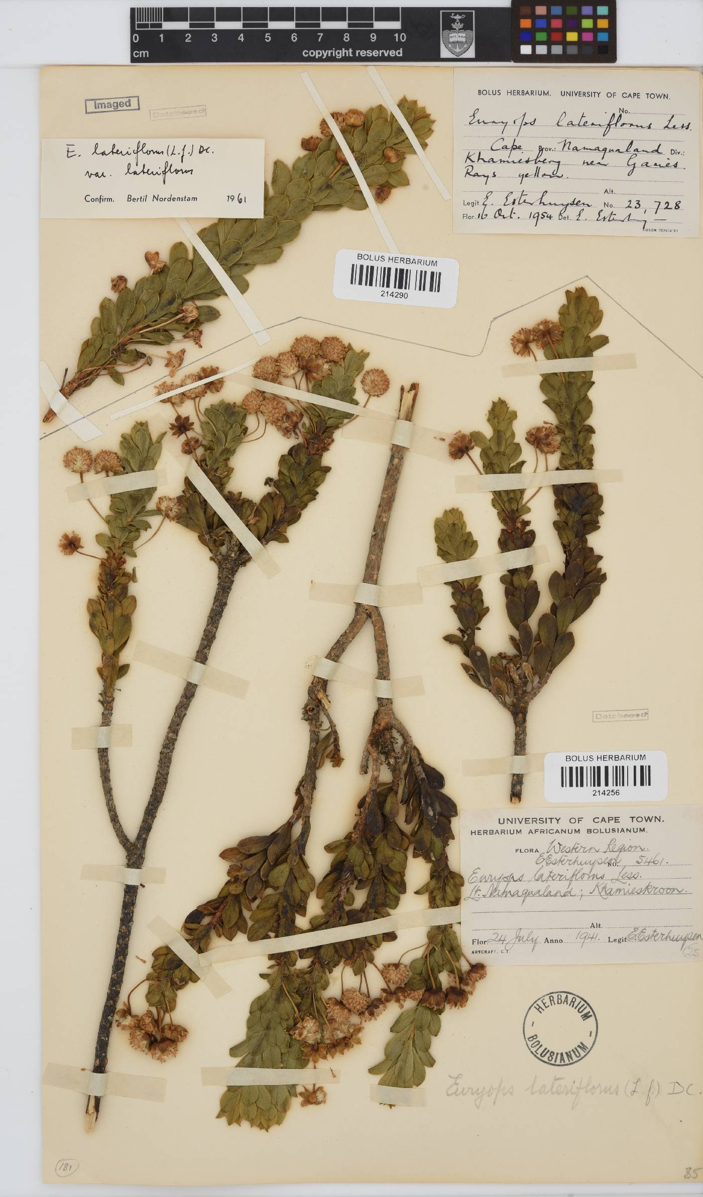 Euryops lateriflorus image