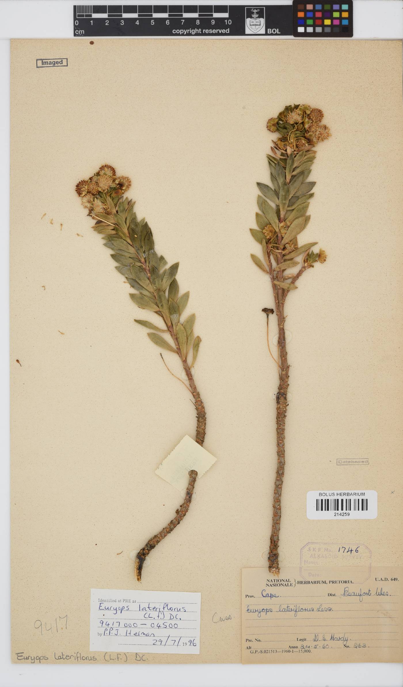 Euryops lateriflorus image