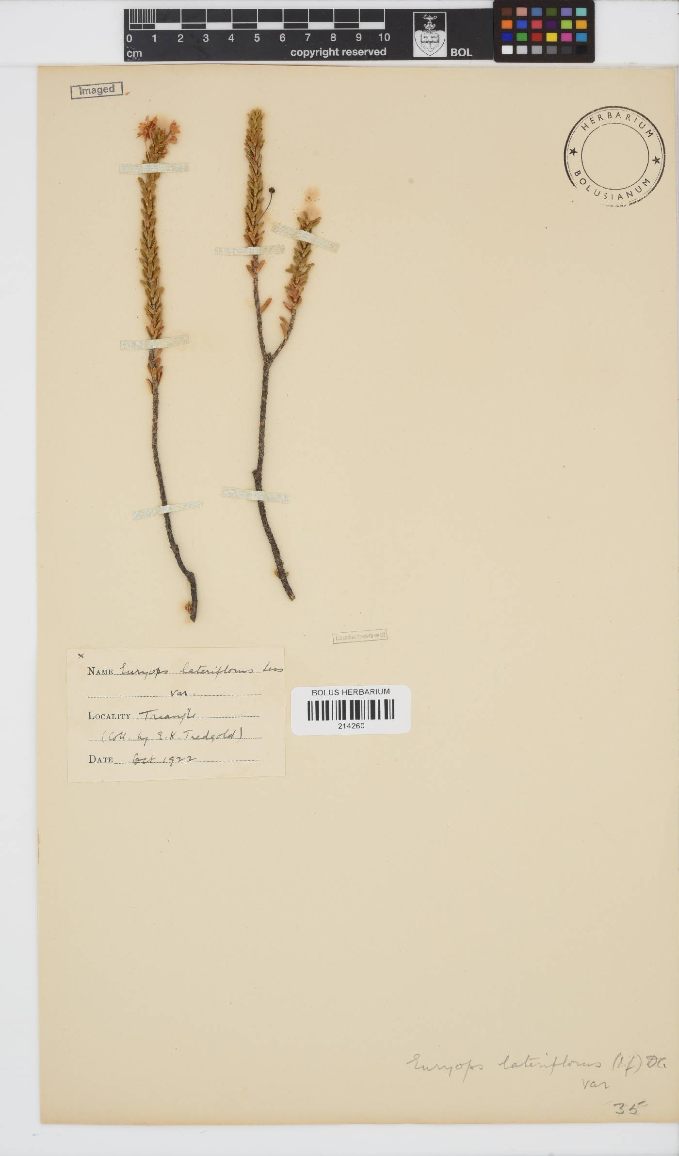 Euryops lateriflorus image