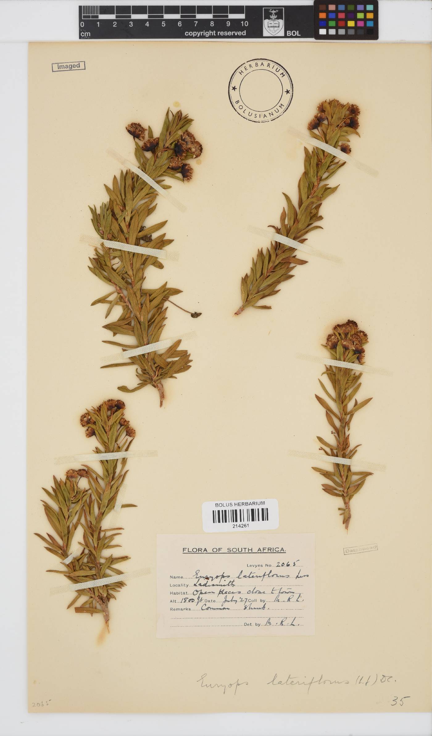 Euryops lateriflorus image