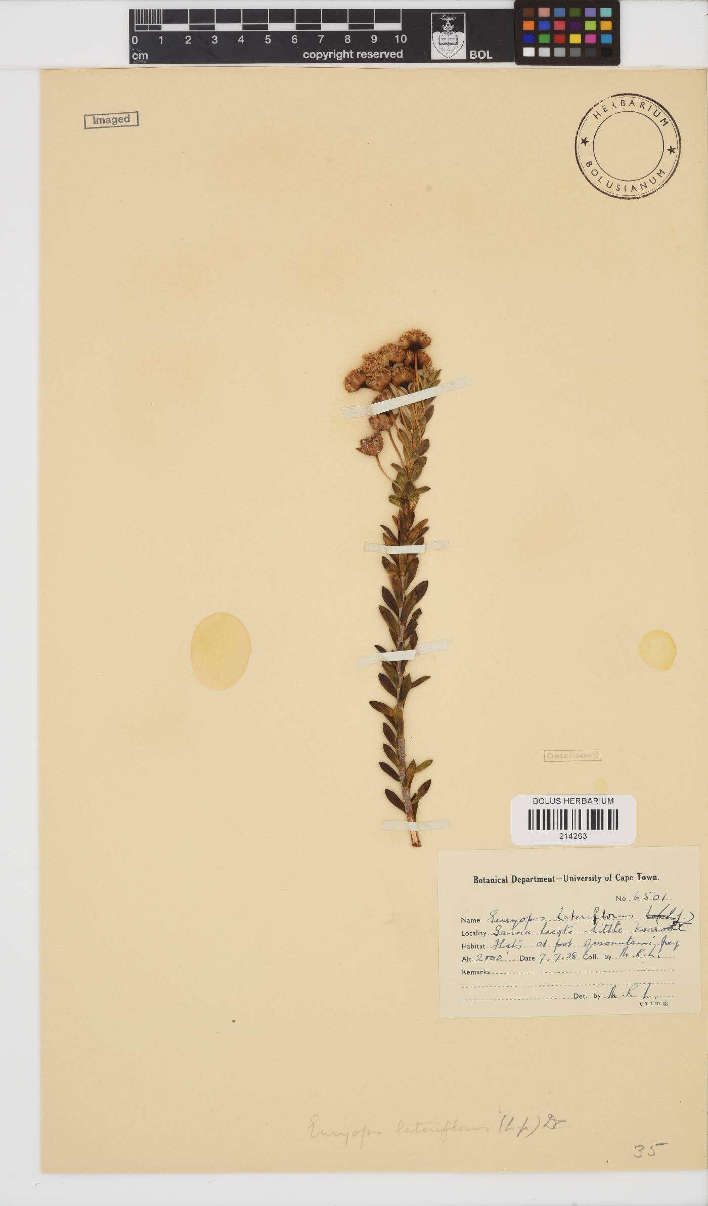 Euryops lateriflorus image
