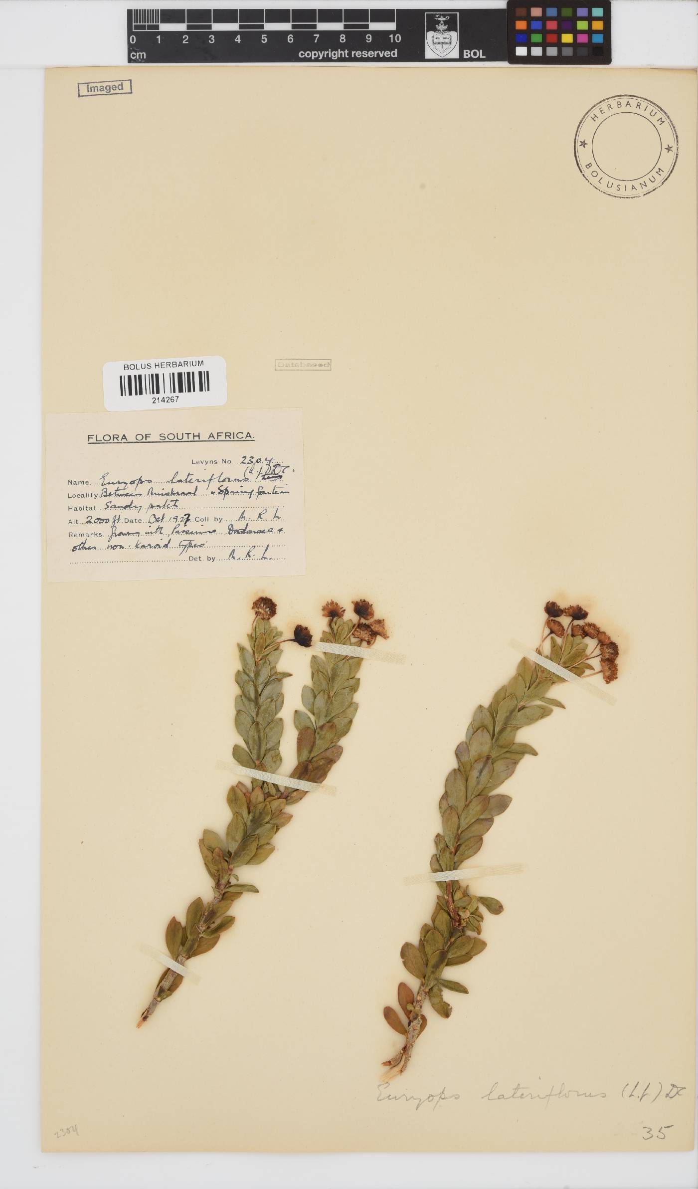 Euryops lateriflorus image