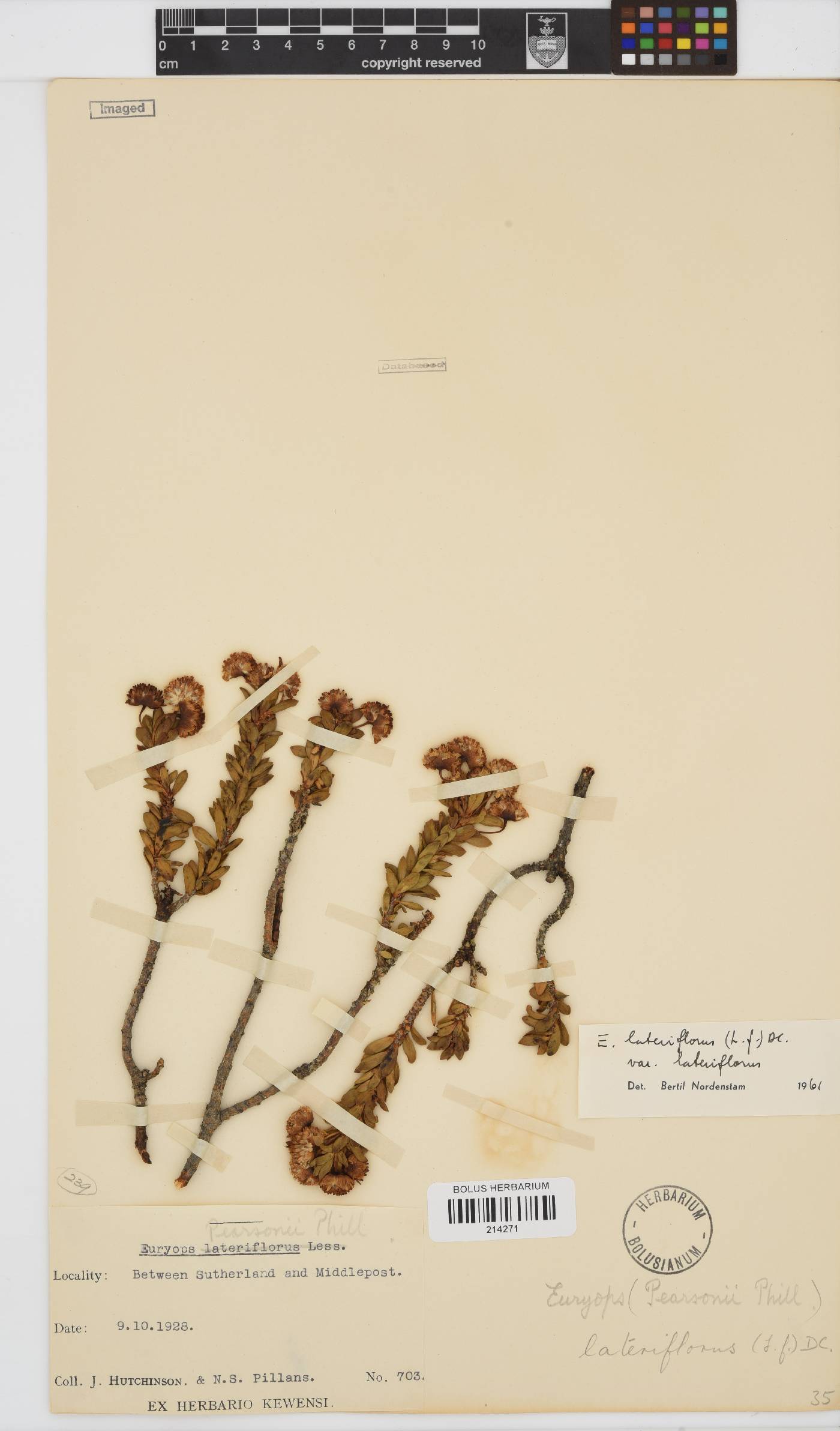 Euryops lateriflorus image