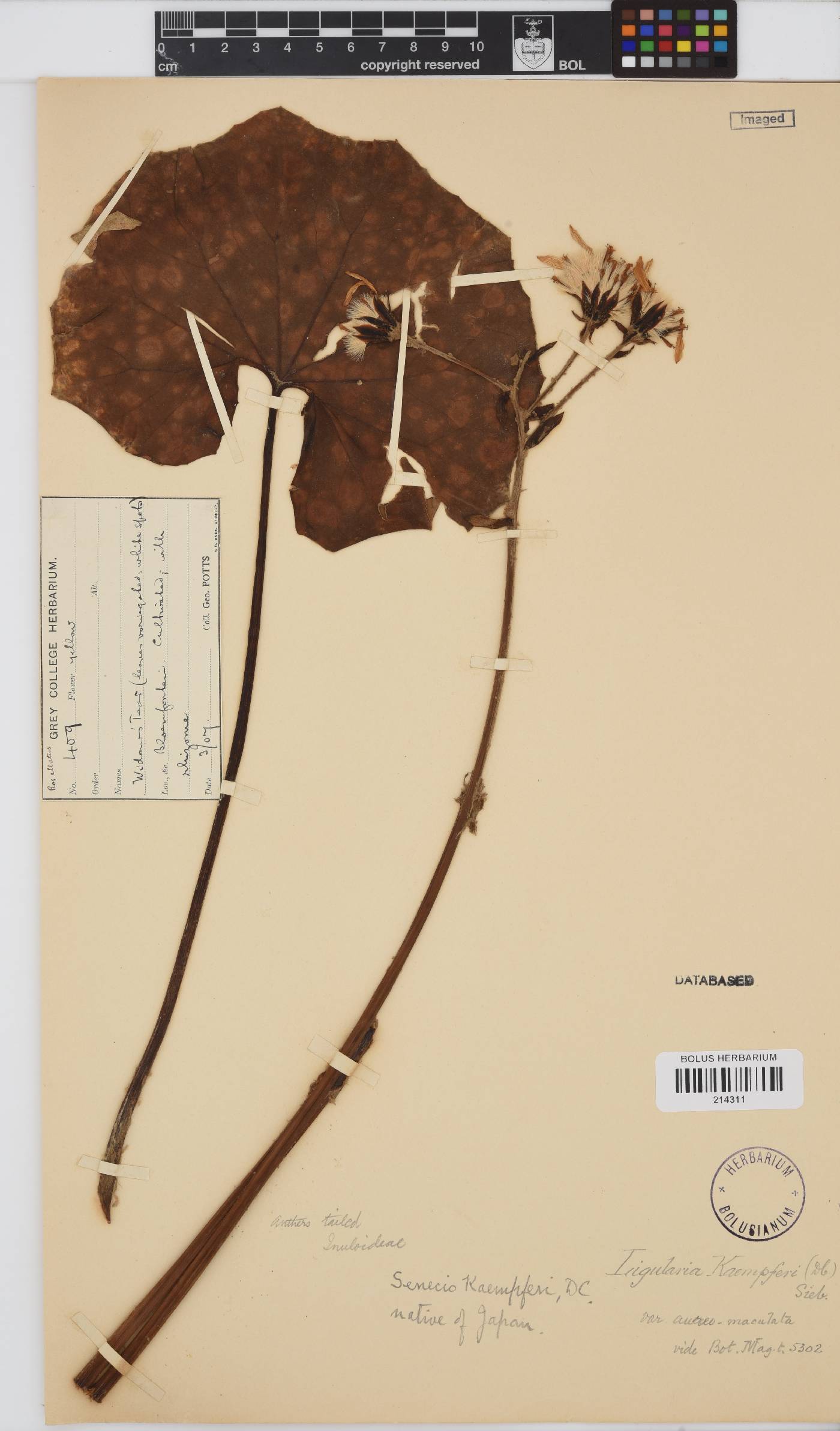 Caputia scaposa image