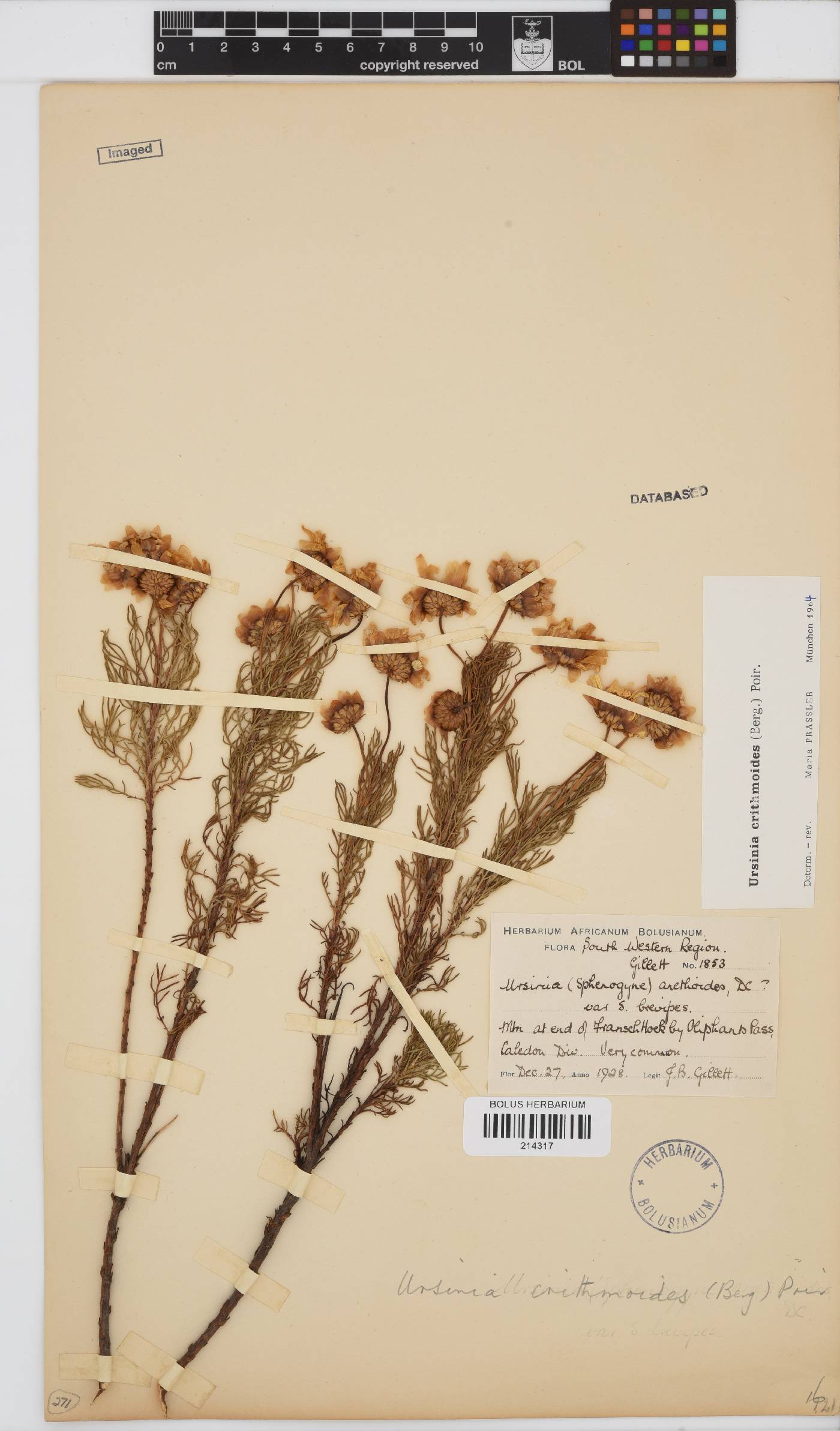 Ursinia image