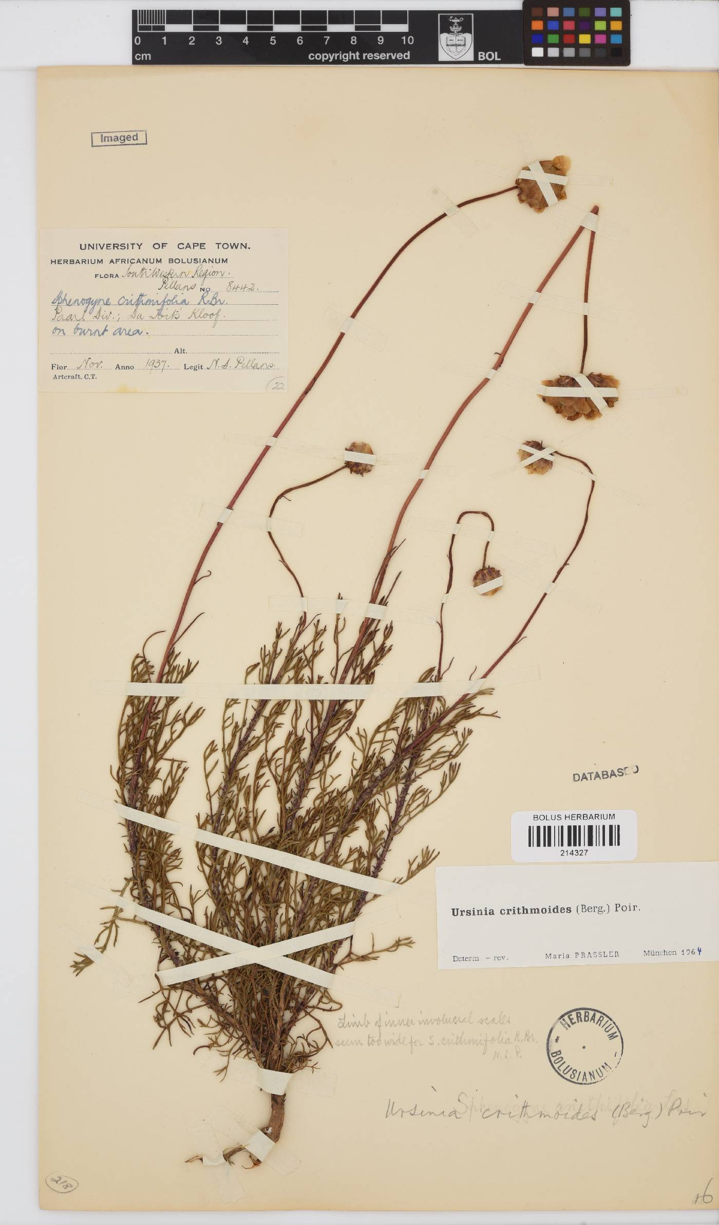Ursinia paleacea image