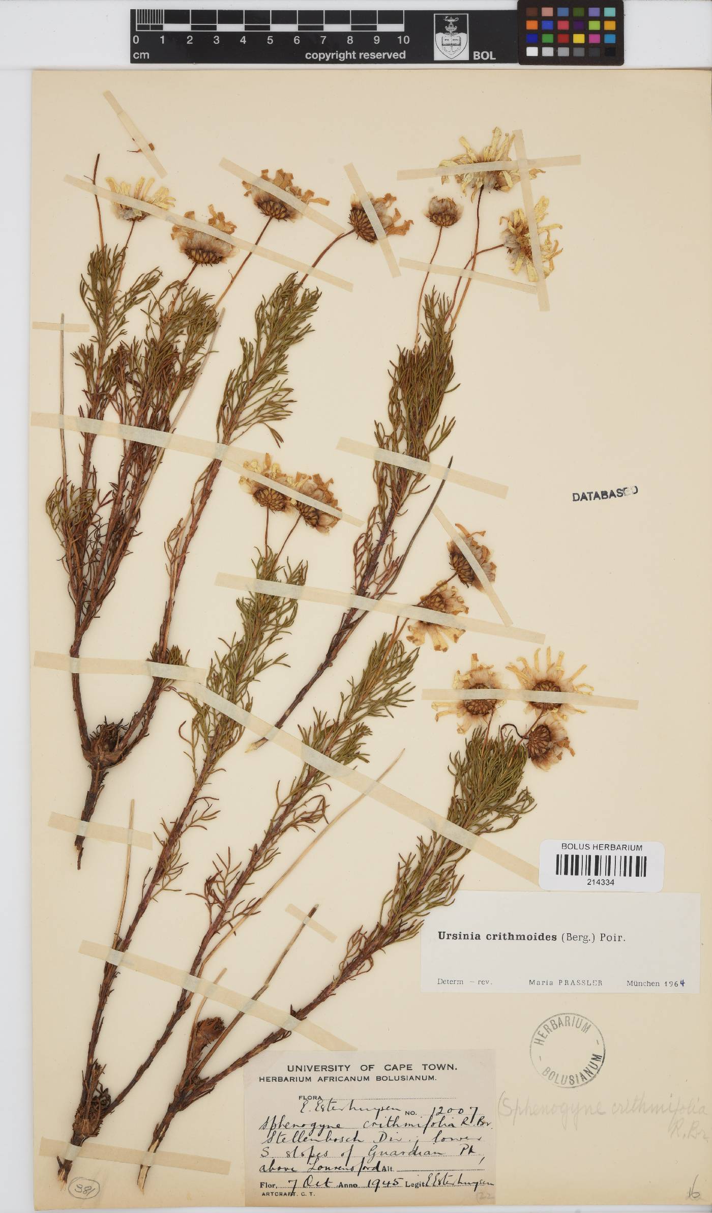 Ursinia paleacea image