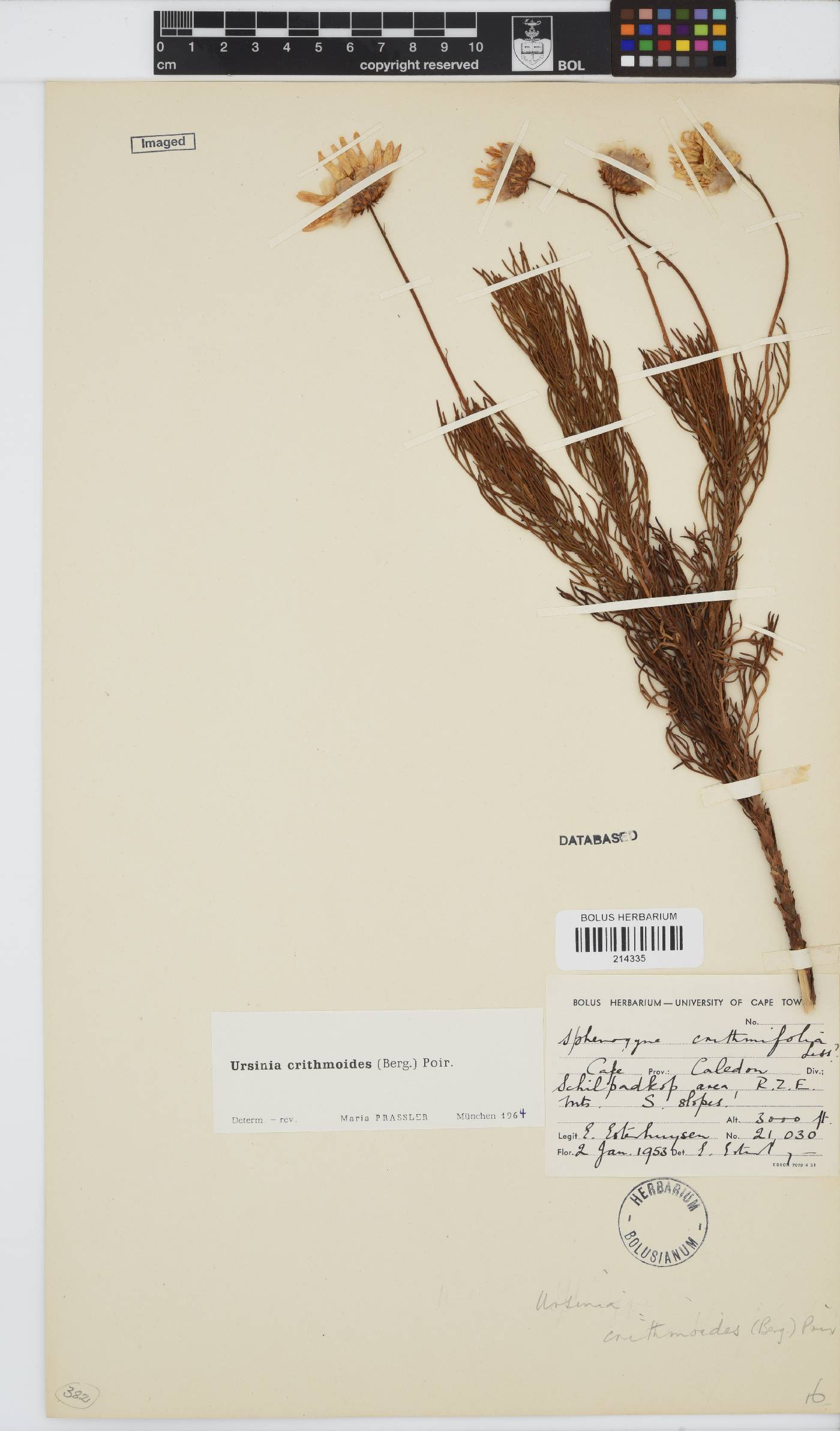 Ursinia paleacea image