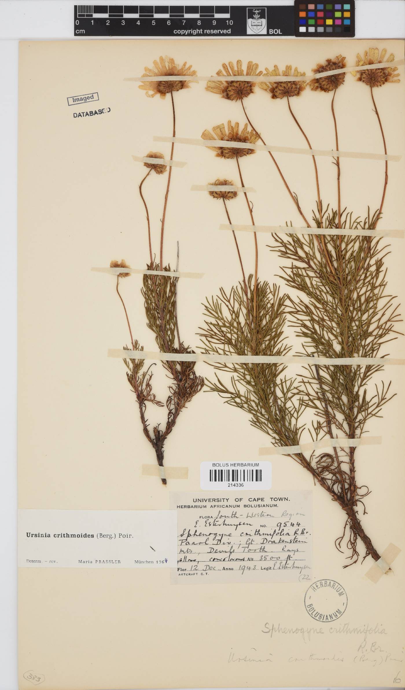 Ursinia paleacea image
