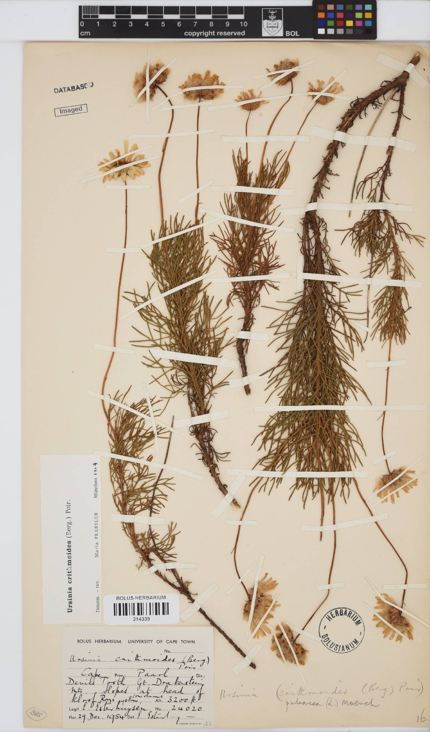 Ursinia paleacea image