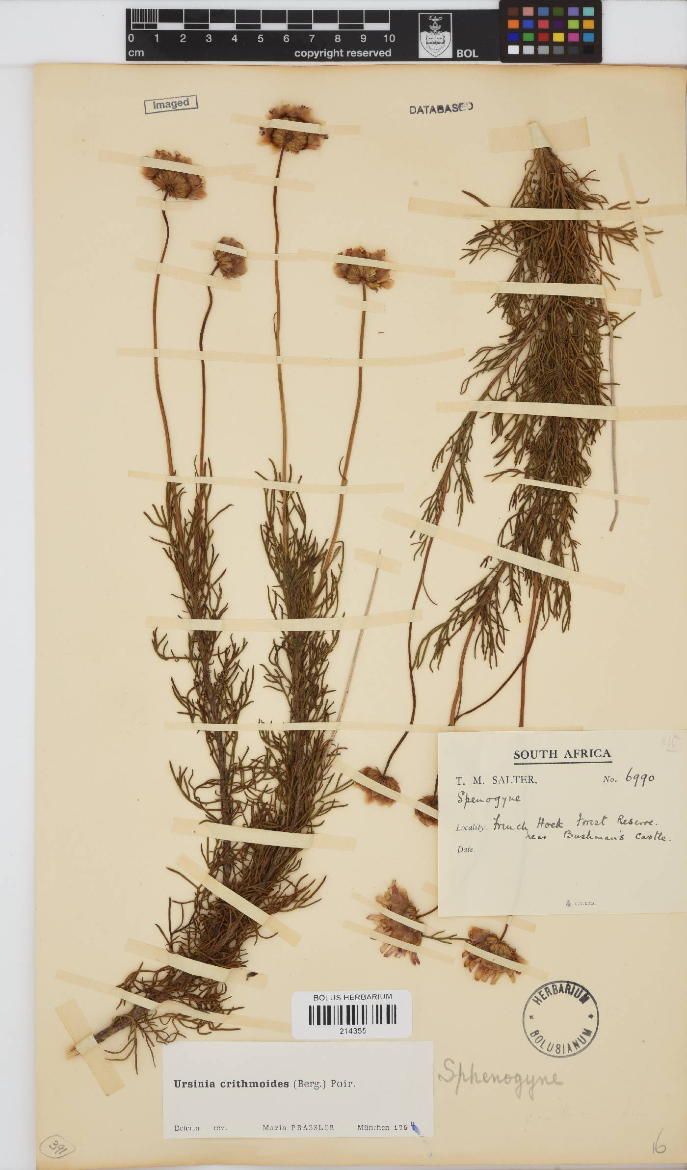 Ursinia paleacea image