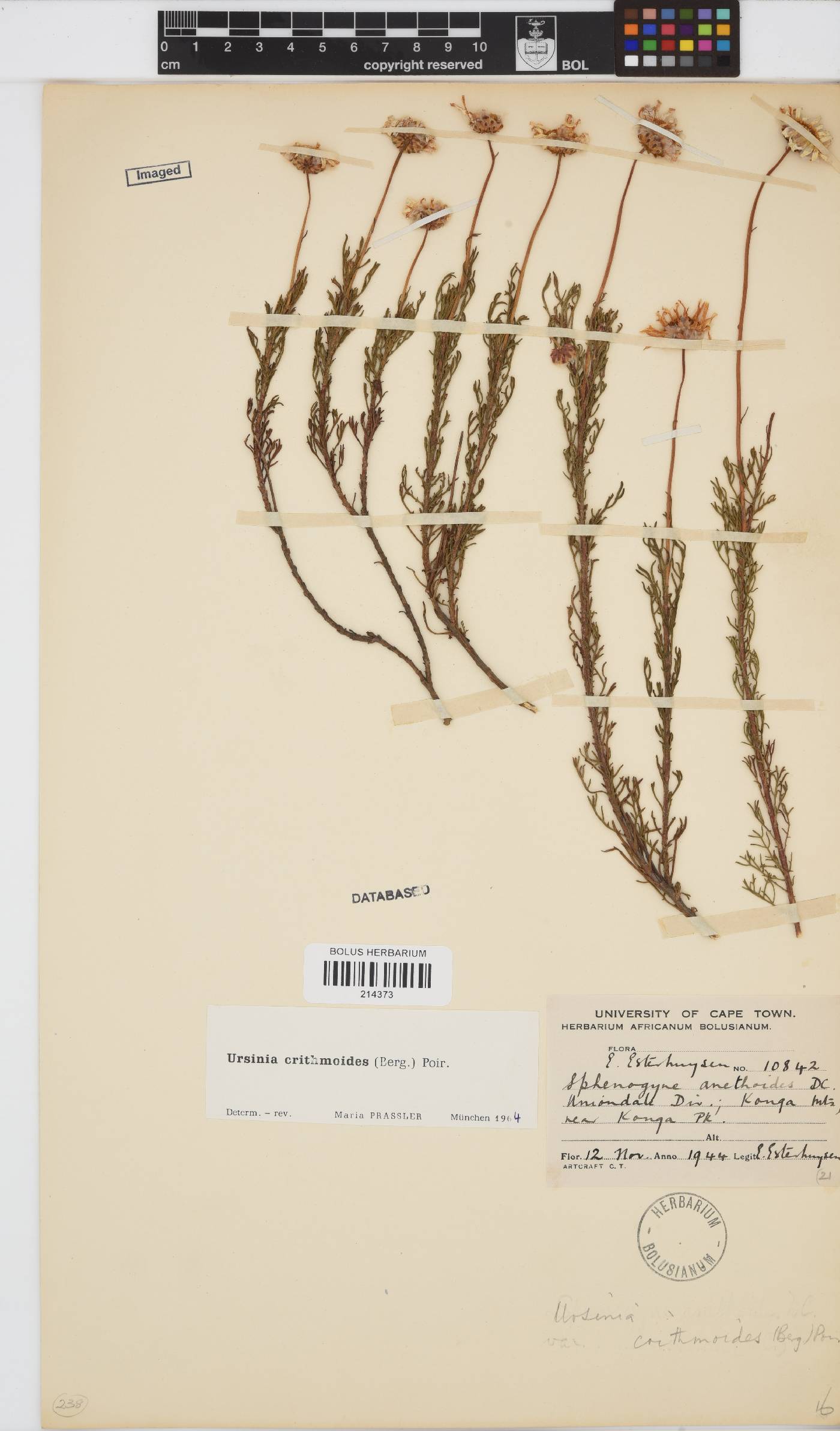 Ursinia paleacea image